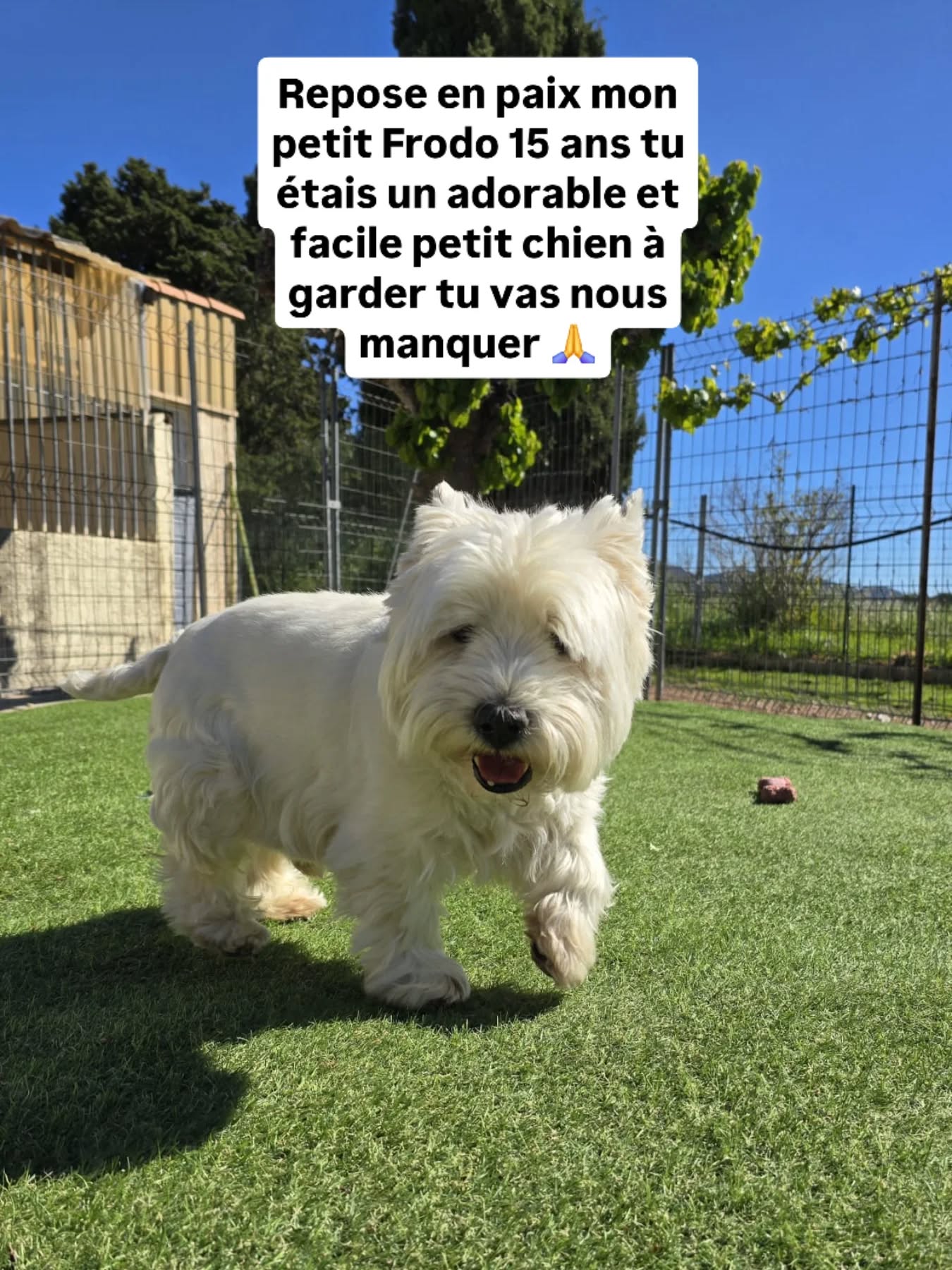 12 ans que tu venais en vacance chez nous tu étais un toutou exemplaire tu vas nous manquer
Merci à tes maîtres de leur fidélité et courage pour cette terrible épreuve repose en paix petit Frodo #westy