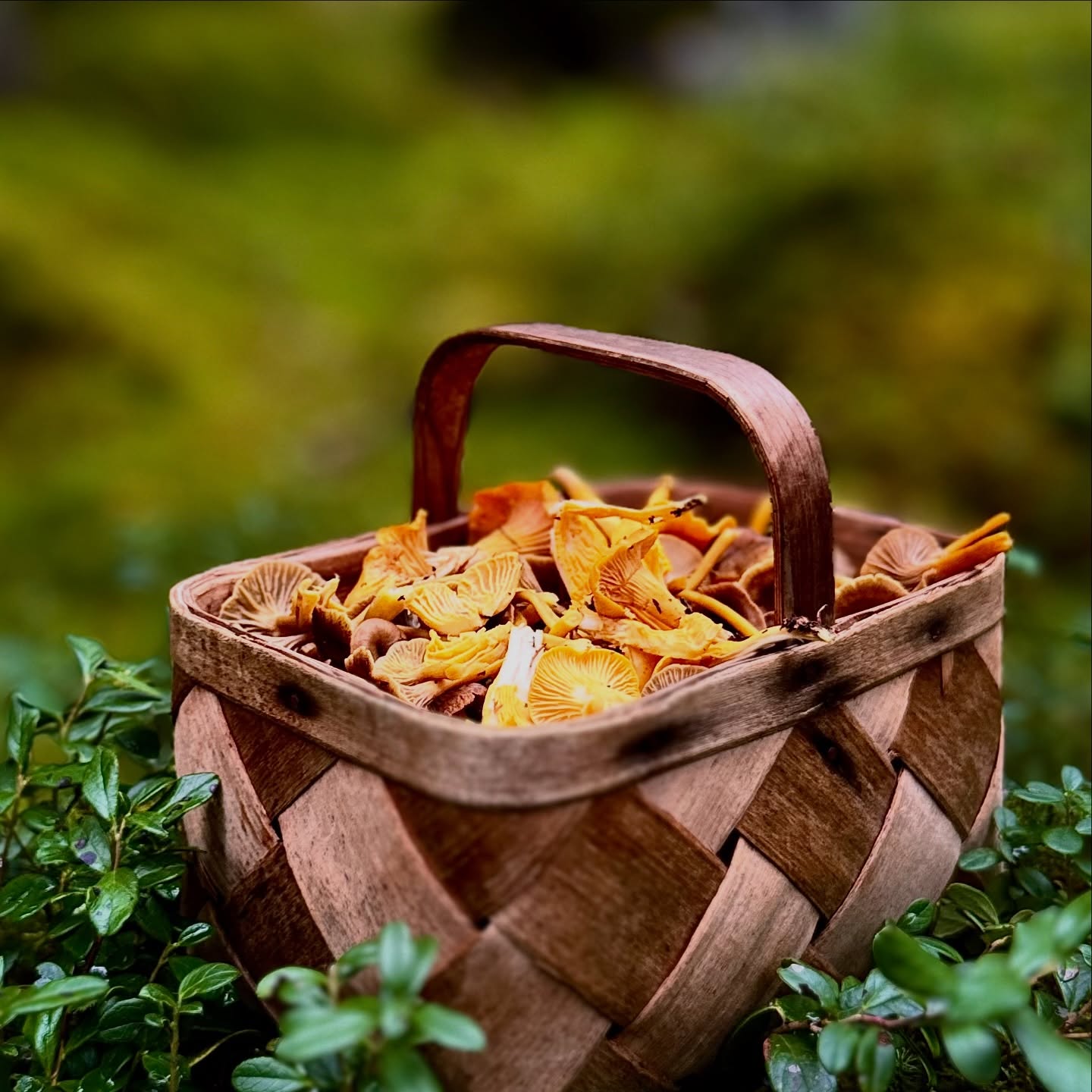 KANTARELLIPASTA 🍝
Syksyn paras lohturuoka – samettinen, aromaattinen ja täydellisesti paistettujen kantarellien juhlaa.
Tämä resepti on kuin italialainen illallinen keskellä suomalaista metsää. 🇫🇮🇮🇹
Ainekset (4 annosta):
300 g kantarelleja
3 rkl voita + 2 rkl oliiviöljyä
1 salottisipuli
2 valkosipulinkynttä
1 dl kuivaa valkoviiniä
2 dl kuohukermaa
50 g parmesaania
tuoretta timjamia tai persiljaa
suolaa & mustapippuria
400 g tagliatellea
Valmistus:
1️⃣ Puhdista ja paista kantarellit voissa ja öljyssä, kunnes neste on haihtunut.
2️⃣ Lisää sipuli ja valkosipuli, freesaa hetki.
3️⃣ Kaada joukkoon valkoviini ja anna kiehua kasaan.
4️⃣ Lisää kerma ja parmesaani, mausta suolalla & pippurilla.
5️⃣ Sekoita kastikkeeseen juuri keitetty tagliatelle ja tilkka pastan keitinvettä.
6️⃣ Viimeistele yrteillä, parmesaanilla ja ripauksella tryffeliöljyä tai sitruunankuorta.
Täyteläinen, samettinen ja täydellinen viinilasillisen kanssa – tämä on se pastaresepti, jonka haluat tallentaa.
🍷 Viinisuositus: Valpolicella Ripasso tai tamminen Chardonnay.
#SeaSport #resepti #kantarellipasta #syyspasta #pastaruoka #ruokajaviini