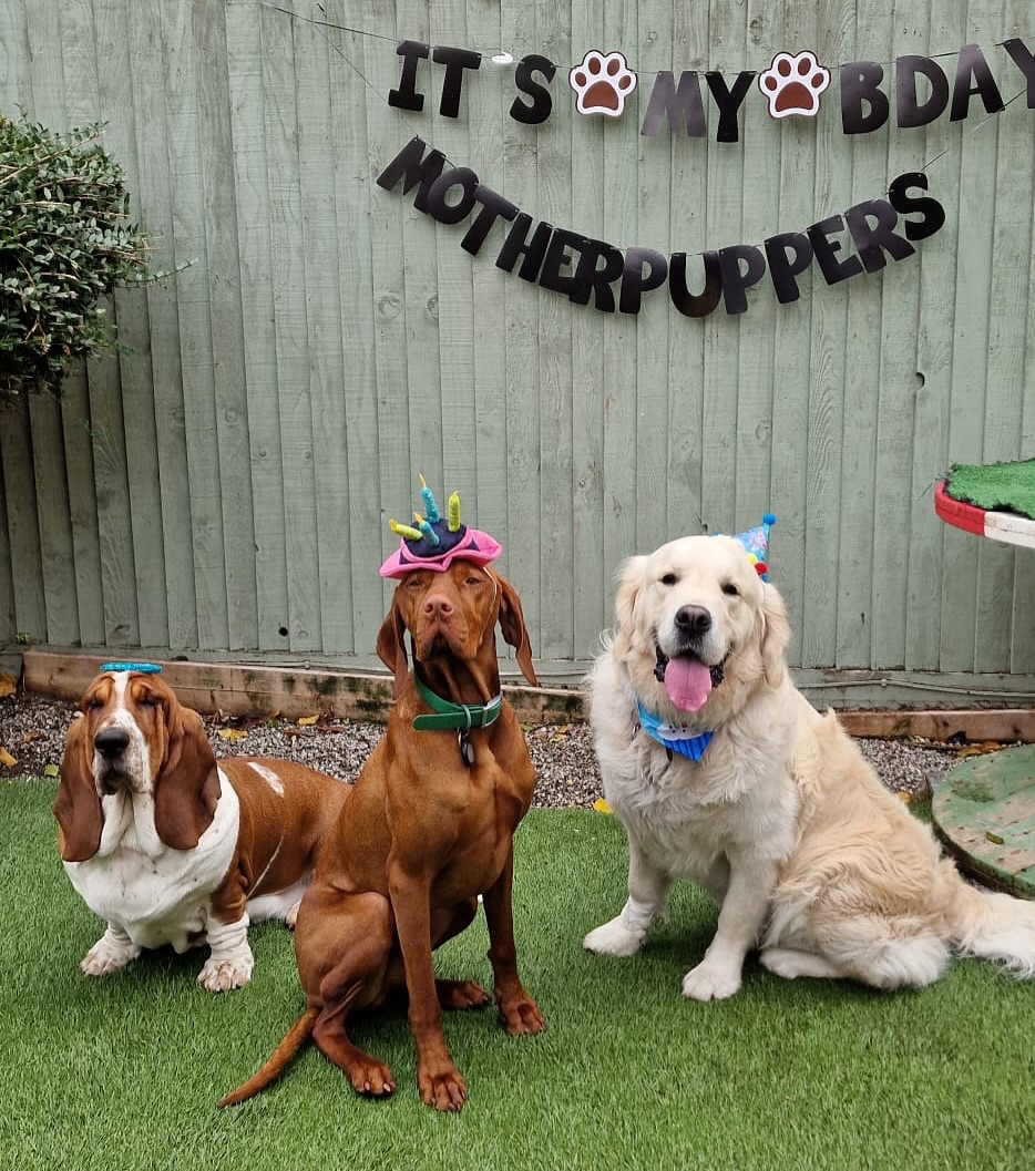 Big puppies need big birthday celebrations🎂🐾🎈 Happy Birthday to Bobby from our PetStop family and all of his furry friends🧡🧡🧡
.
.
.
.
.
#petstoplondon #doggydaycare #dogsoflondon #goldenretriever #dogsofinstagram #dogbirthdayparty