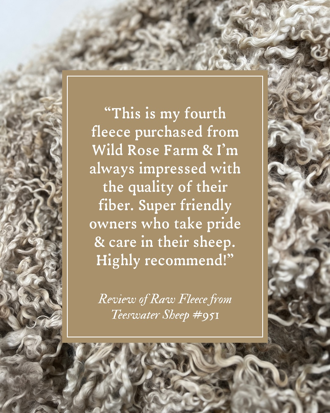⭐️ 5-Star reviews across the board!
Our latest batch of fleeces are fiber artist approved by felters, spinners, and knitters alike🧶 Thank you to everyone who’s taken the time to share their thoughts — your reviews help preserve heritage breeds and the tradition of true farm-grown fiber. A difference you can actually feel, with every lock traceable back to the flock 🐑💛