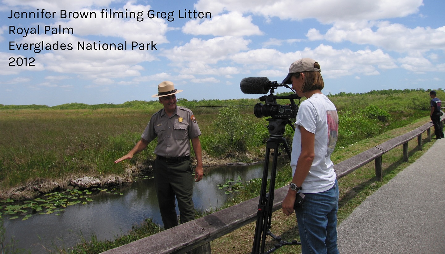 When Into Nature Films’ Jennifer Brown created her first short film for Everglades National Park in 2009, she began with Royal Palm — one of the park’s most visited places.
Visitors walk the Anhinga Trail beside alligators and wading birds as they wind through Taylor Slough and surrounding marsh. Others step into the shade of Royal Palms and tropical hammock trees.
Years later, Jennifer learned Royal Palm’s story reaches far deeper than its beauty. People were living, hunting, and fishing here over 5,000 years ago as the Everglades was coming into existence.
A 1968 dredging project by the National Park Service uncovered ancient tools, bones, and human remains preserved in the peat.
Before the park’s creation in 1947, this area was well known to Seminole hunters and “Gladesmen”, white settlers who camped on tree islands, stored supplies, and lived off the land.
Archaeological surveys show that the majority of tree islands on high elevations throughout the Everglades were once thriving human sites, their black earth middens marking centuries of habitation.
Research published in ‘The Holocene’ in 2015 argues that the nutrient-rich material from humans helped form the tree islands.
The Everglades is not untouched wilderness. It is a living collaboration — water, fire, soil, plants, animals, and human spirit shaping each other across millennia.
#intonaturefilms #everglades #royalpalm #culturallandscape #FloridaHistory #nationalparks #NatureStorytelling #EcoHistory #evergladesnationalpark