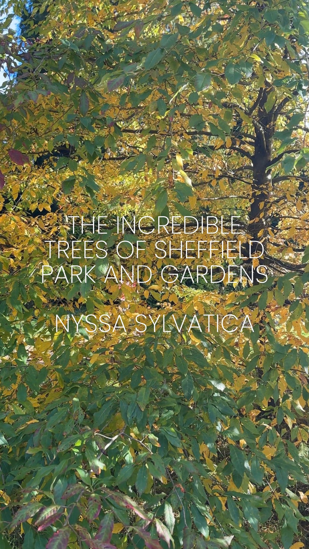 Part 2: Nyssa AKA Tupelo or Black Gum
Nyssa sylvatica is a slow growing medium sized tree so will work better in a larger garden.
With its vibrant, fiery hues each autumn, ranging from bright oranges to deep reds- Nyssa’s transform any landscape into an autumn dream! Known for its graceful branches and beautifully structured leaves, this tree is a true show-stopper for gardens and larger landscapes alike.
Any questions about Nyssa’s? Then pop them in the comments below👇
Next up we’ll be talking about Clerodendrum trichotomum, a fantastic small tree with really interesting seedheads!
⸻
ABOUT: Joe Perkins Design is a multi-award-winning landscape design consultancy, creating innovative outdoor spaces that celebrate the environment, wildlife, and biodiversity. Working across the UK and internationally, we partner with clients who share our passion for sustainable and visionary design. Discover more about our work at: www.joeperkinsdesign.com