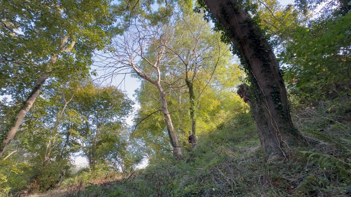 🌲 Making the Woods Safe Again 🌲
Another productive day making the client’s woods safer — taking down dead trees, removing dangerous hanging limbs, and securing the area for the long term. 🌳💪
A big thanks to @j.btreeservices for climbing for us today — couldn’t have done it without you! 🙌
Back at it tomorrow to keep things safe, sound, and looking good.
#TreeWork #Forestry #SafetyFirst #TreeRemoval #WoodlandManagement #HardWork #OutdoorLife #TreeCare #TeamWork