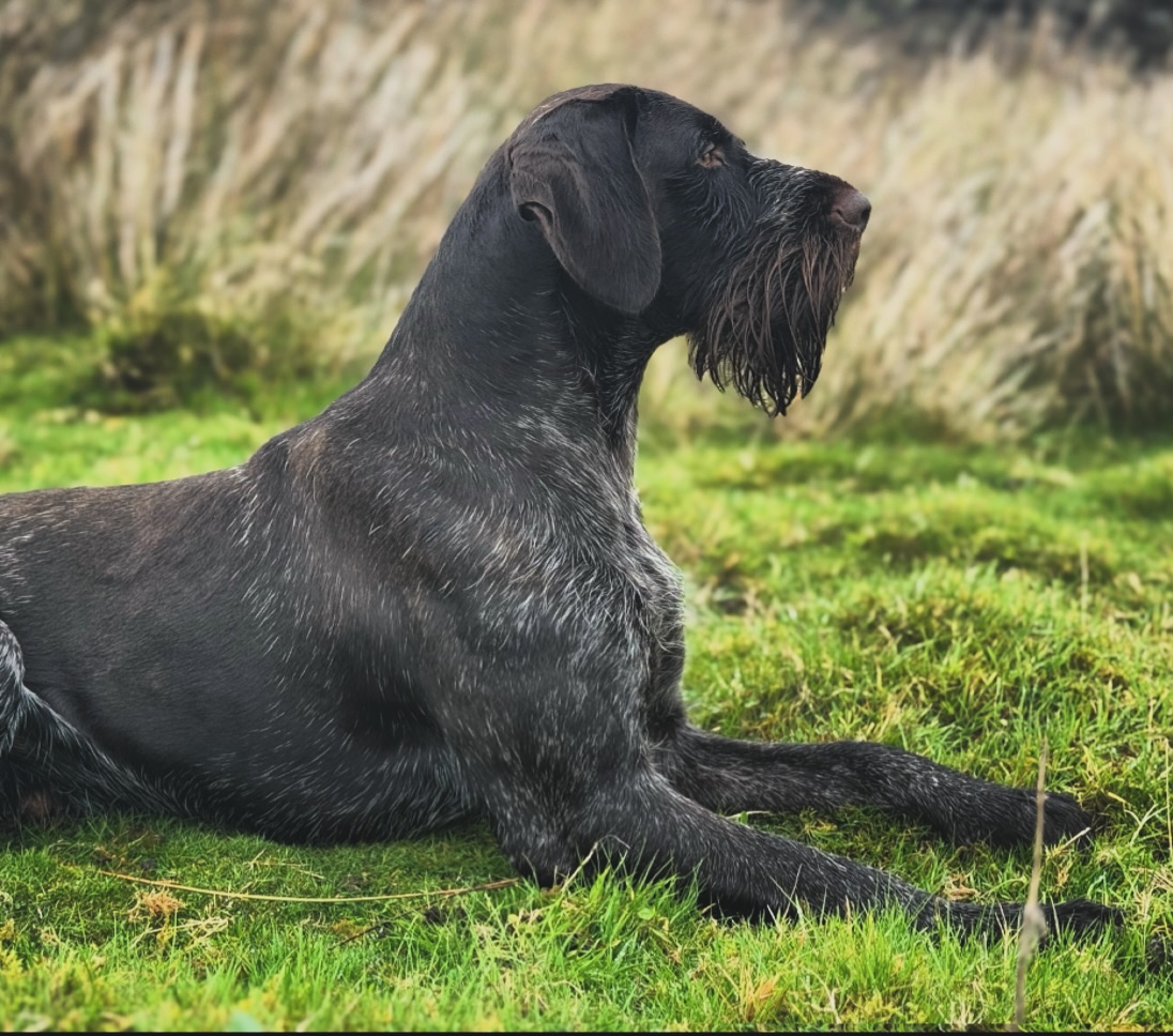 Jako waiting for second horn