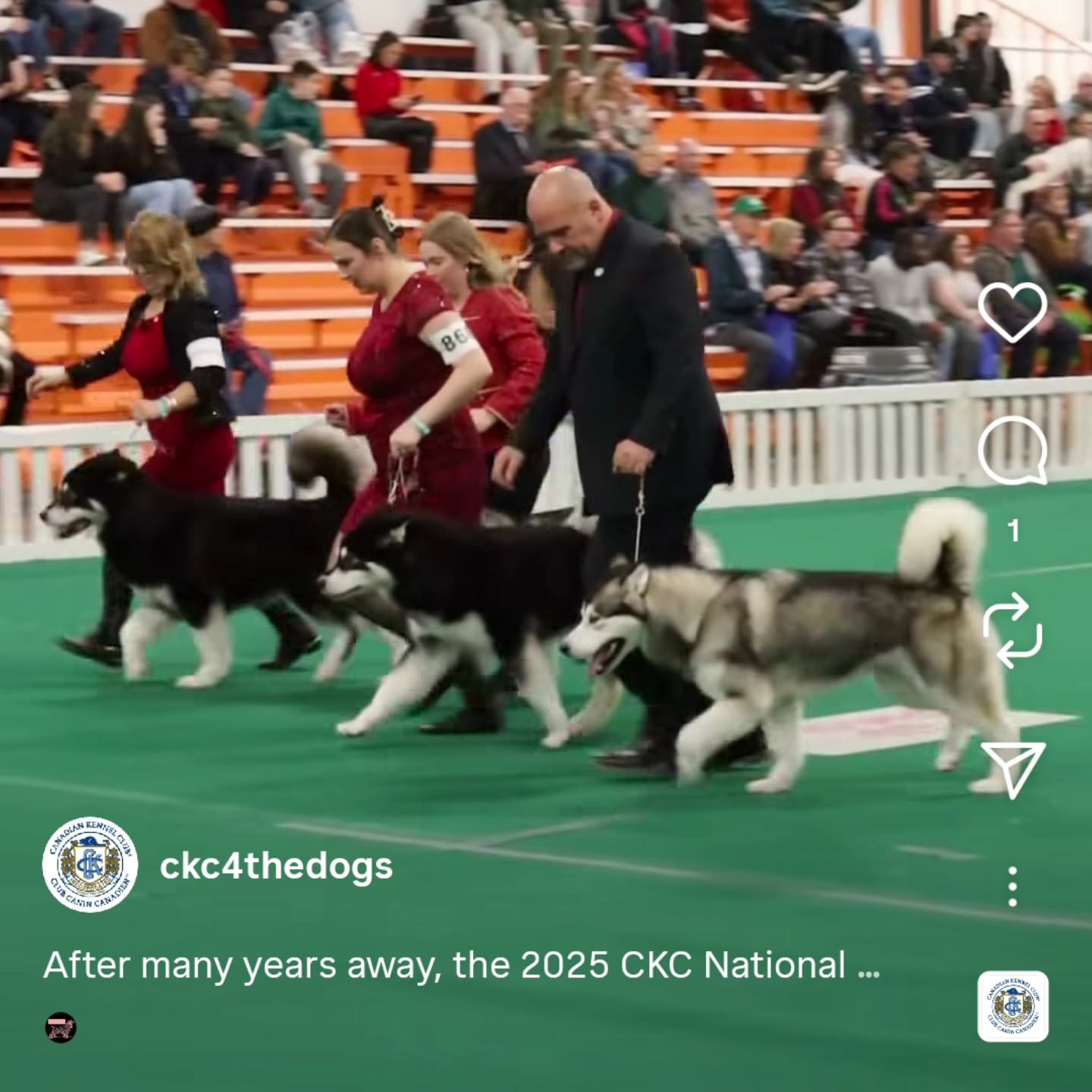 Our newest feature on the ✨Canadian Kennel Club✨ page representing the Royal Canin’s Breeders Classic last year! 🏆
——
📧 teracorrigan@gmail.com
📞 (613) 492-0110
🌐 www.integritykennels.ca
——
#integritykennels #integritymalamutes #integritybouviers #alaskanmalamute #alaskanmalamutes #malamute #alaskanmalamutepuppy #malamutepuppies #bouvierdesflandres #bouvier #bouviers #bouvierdesflandrespuppy #bouvierpuppies
#americankennelclub #canadiankennelclub #registeredpuppies #ethicalbreeder #conformationdogshows