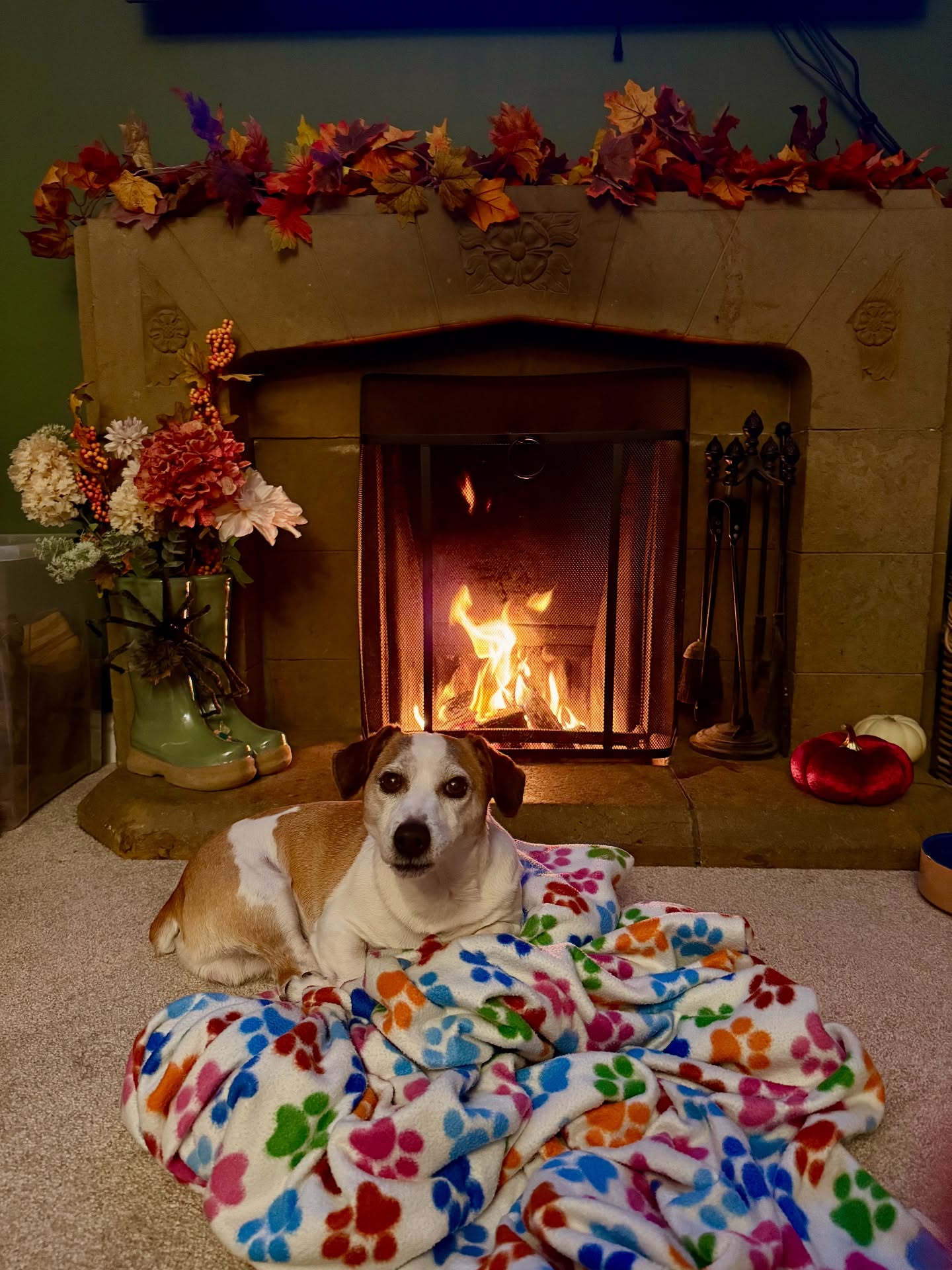 Barry has a favourite spot to curl up… drags a blanket over and gets all cosy by the fire!
#autumnvibes🍁 #autumn #happydog #toastydog #bythefire #fireplace #openfire #oldhouse #jackcambjrt #jackcambdogs #jrt #barrythedog #myboy #smoothpower #lovehim #jackrussell #jrtlove