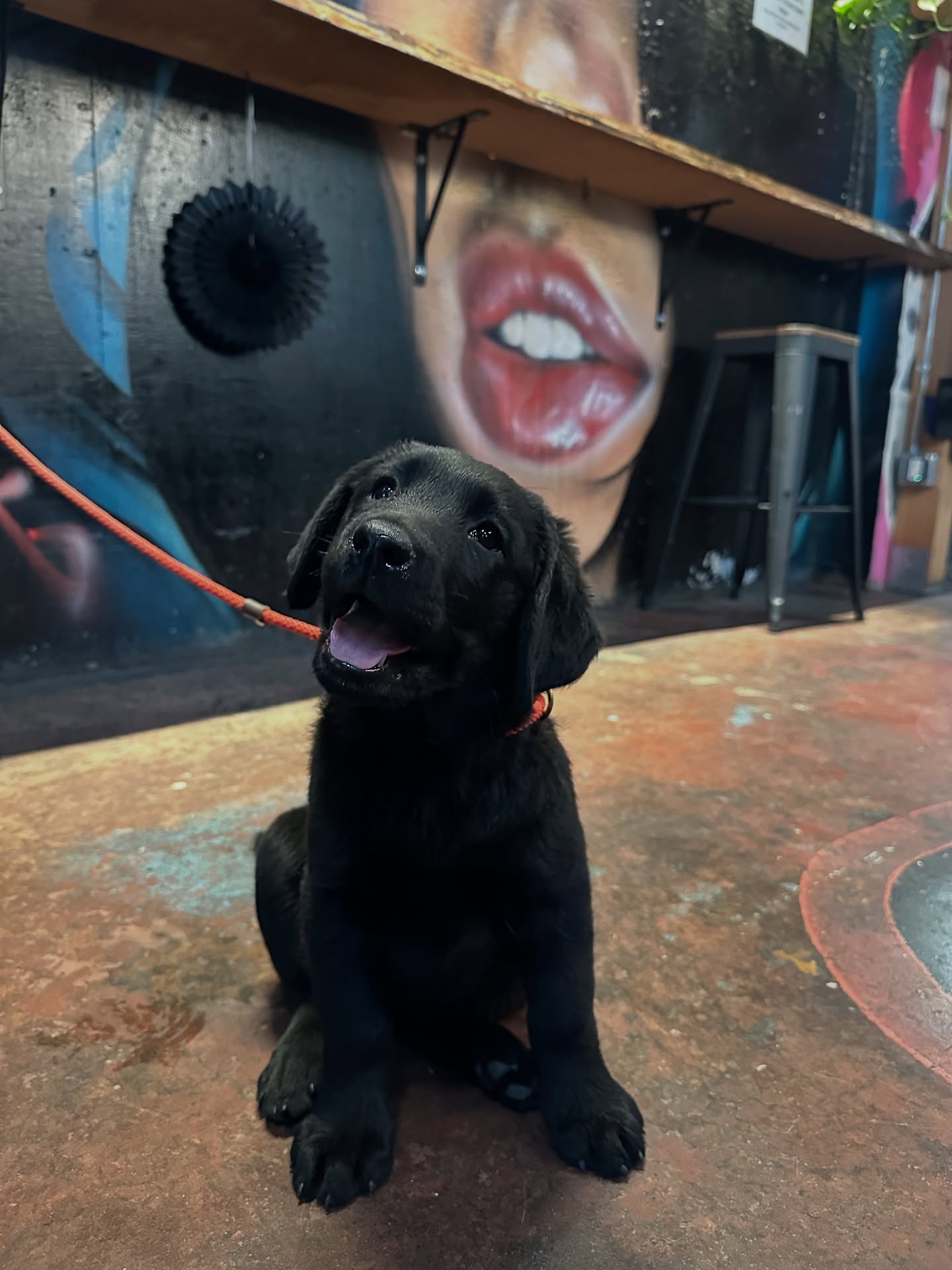 Pupās first time at Coop!
.
.
.
.
.
.
#labrador #labradorretriever #labradorsofinstagram #moonlightlabradors #blacklab #blacklabsofinstagram #blacklabsquad #bayarealabradors #sonomacounty #happylabs #bestsanfrancisco #happylabradors #labradorpics #dogsofinstagram #dogsofinsta #dogsofig #doglovers #worldoflabs #talesofalab #bestlabradors #labradorlove #labradorsuniverse #labs_of_insta