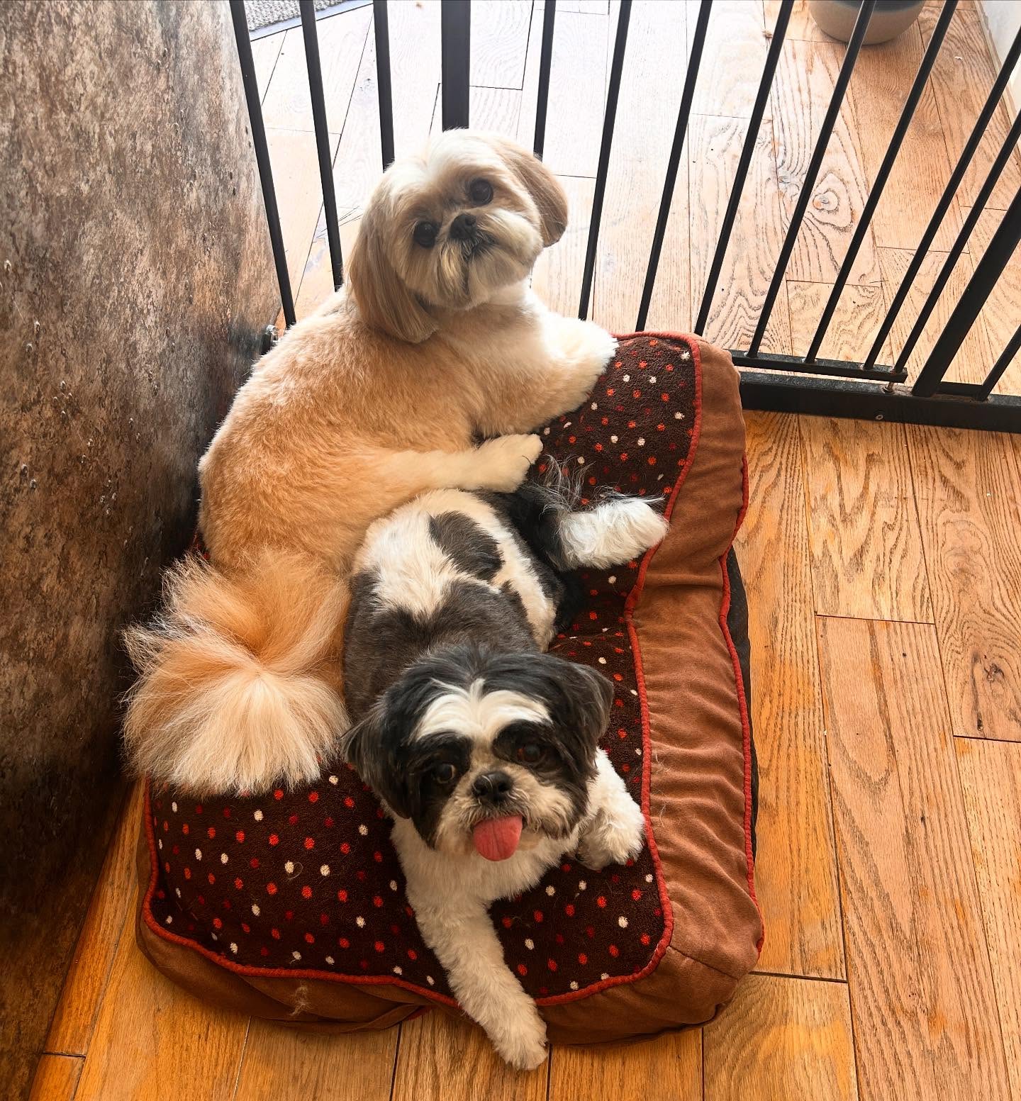 These two 😍 Spud and Clyde ❤️
.
.
#woofmans #woofmansdoggrooming #brighton #brightondogs #brightondogsofinstagram #adorable #bros #brightondoggroomers #brightondoggrooming