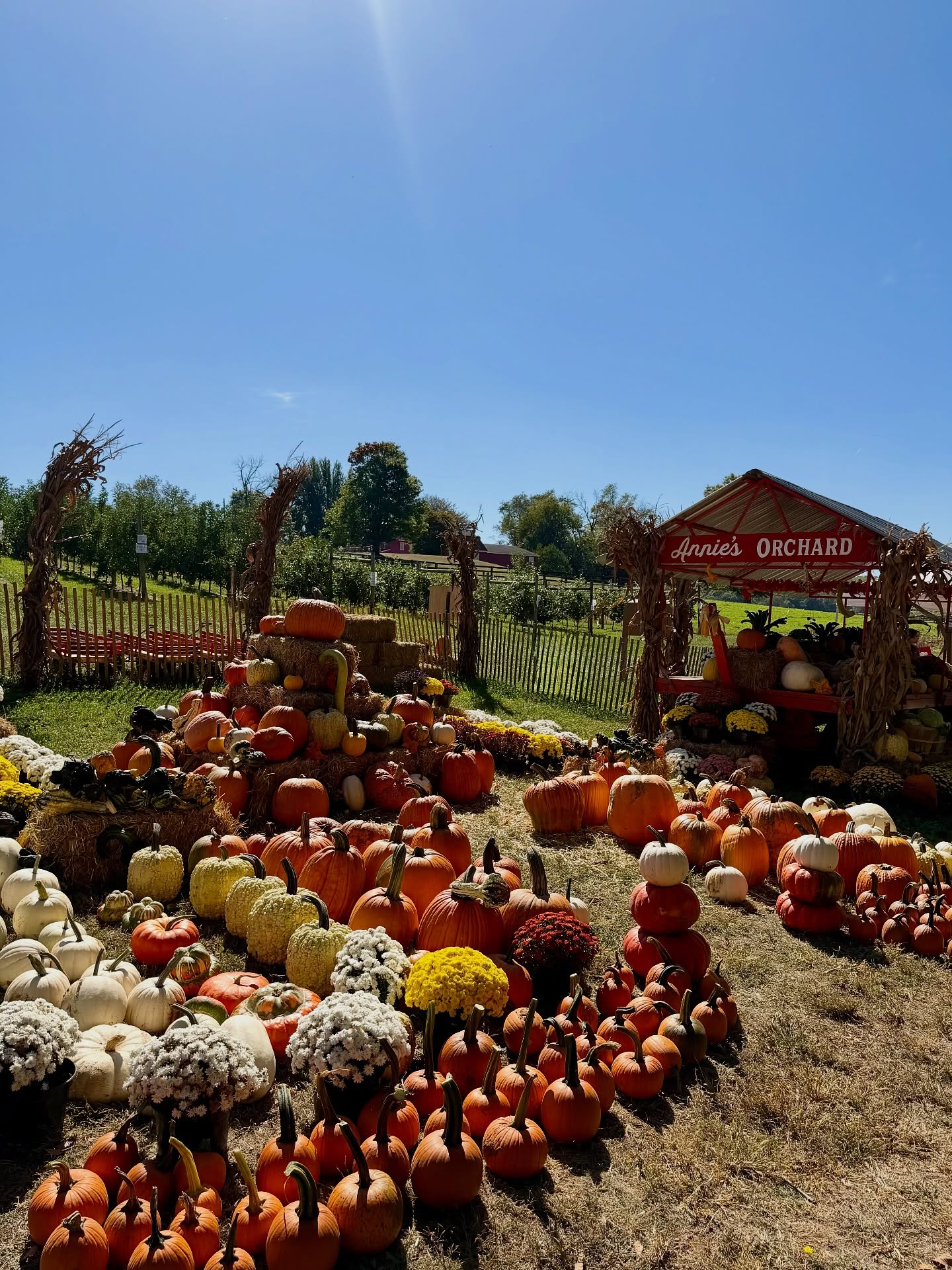 Nothing says fall quite like a gorgy pumpkin display!🧡🎃
We’re open Saturday 10/4 & Sunday 10/5 from 10:00am-5:00 pm!
🍎Pick-your-own Apples: Ambrosia, Honeycrisp, Ruby Rush, Snapdragon, Winecrisp
🌻Pick-your-own Flowers
🎃Pick-your-own Pumpkins