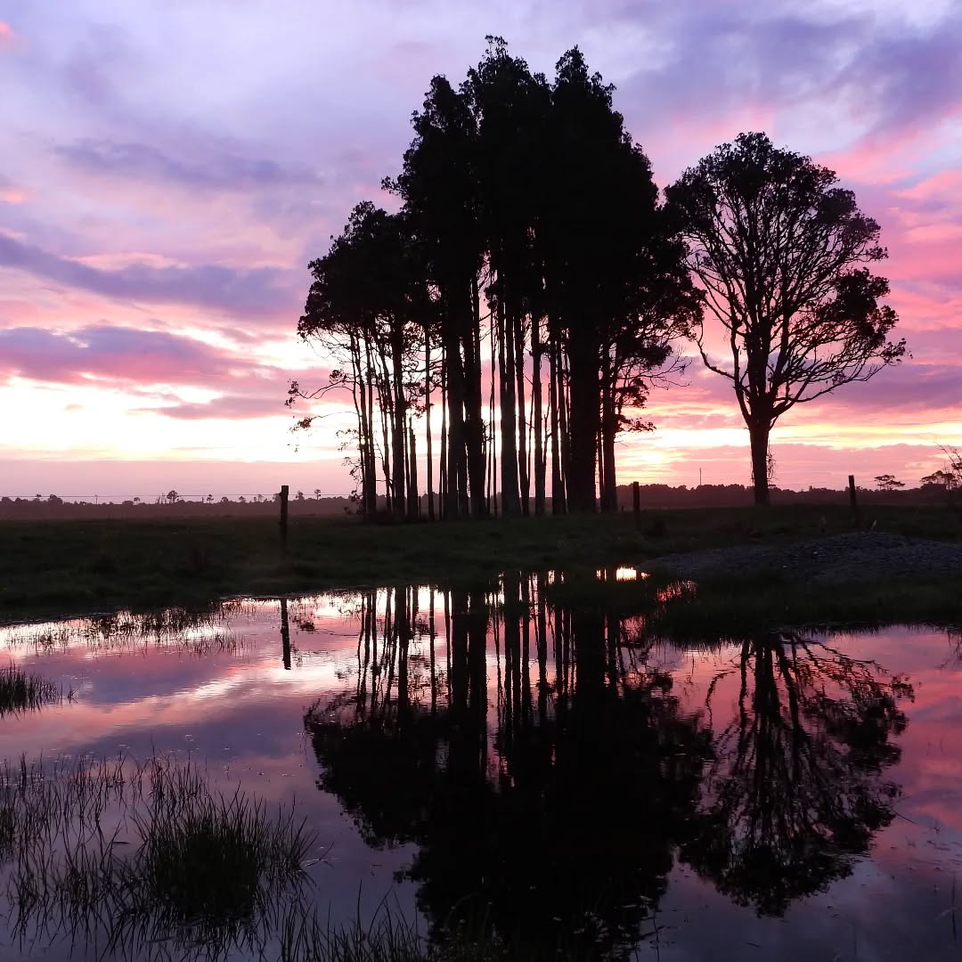 Pink sky night
#karamea #Karamea #karameawild #newzealand #nzlife #nzwildlife #wildnz #southisland #nzsouth #southislandnz #westcoastnz #nzwestcoast #tewaipounamu #paradise #umere #arapito #littlewanganui #birdsnz #nzbirds #wildsouth #kohaihai #oparara #birdshots #birdphotos #wildlifenz #Aotearoa #nzfauna #nzflora