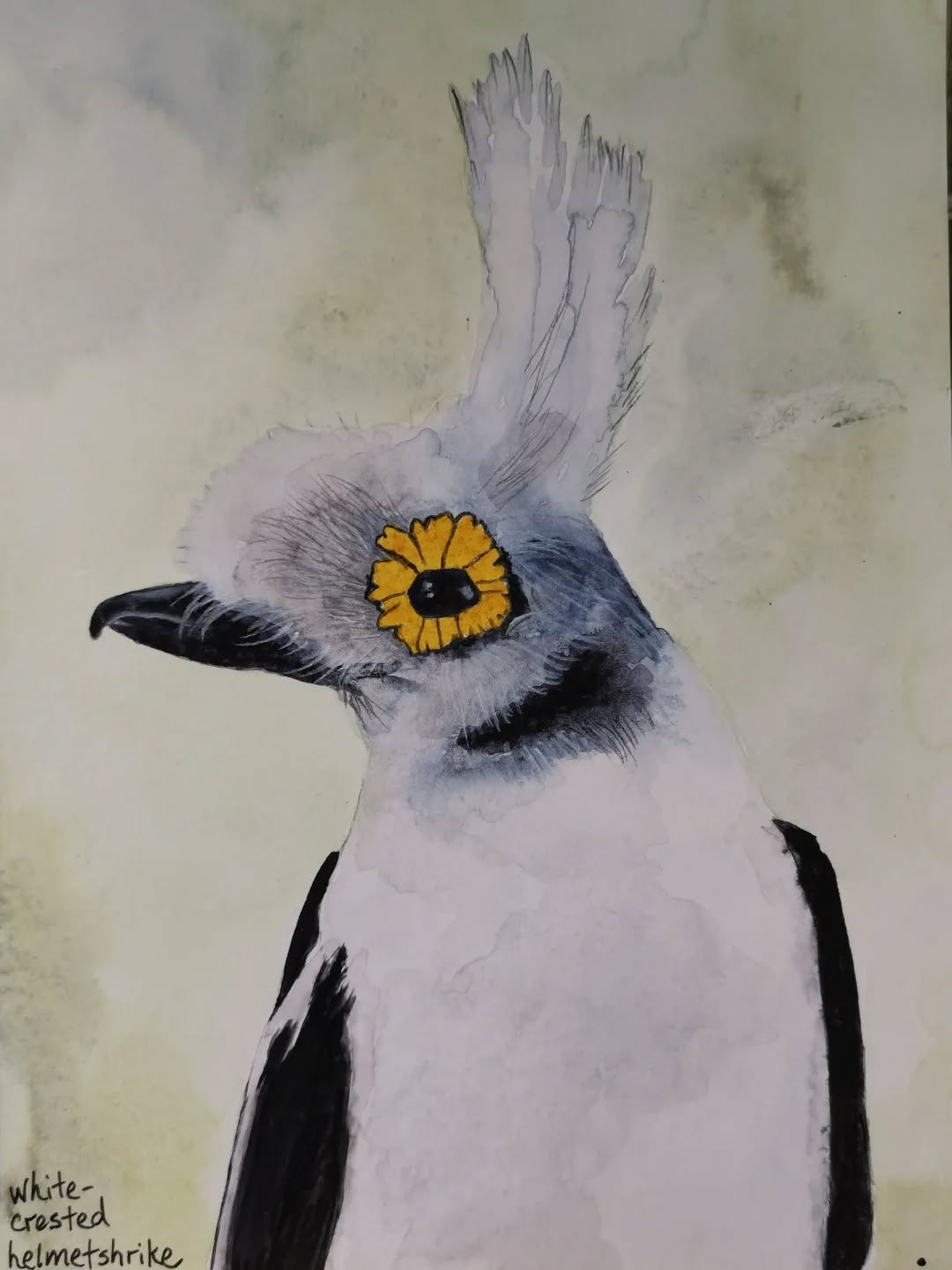 White-crested Helmetshrike from sub-Saharan Africa
Day 9 #Birdtober2025 #birdtober
This year I'm using watercolor, neocolors II, pencil crayons, charcoal, and gelly roll pens. Whatever floats my 🐦
I'm working on Clairefontaine watercolor paper 5.8x8.3" (A5) cold press paper.
@aholmesartstudio #ilovebirds #bird #birdartist #birdart #birddrawing #birdpainting #birdillustration #birdnerd #birbs #painting #drawing #illustration #birdchallenge #watercolorart #watercolorpainting #pencilsketch #fabercastell #clairefontainepaper