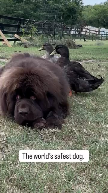 Duckurity guards on duty. 🚨🦆🦆
#sven #olaf #bestfriends #dog #ducksofinstagram #dogsofinstagram