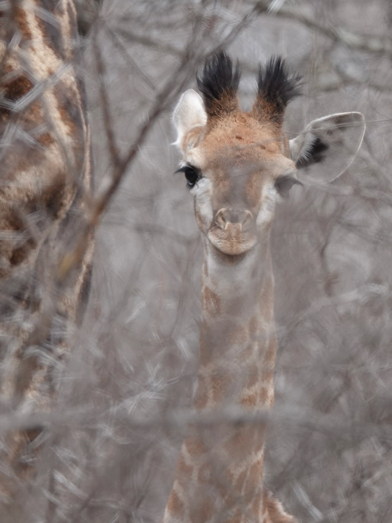 A young giraffe, the umbilical cord still attached, curios but staying close to mom in the safety of the thicket.