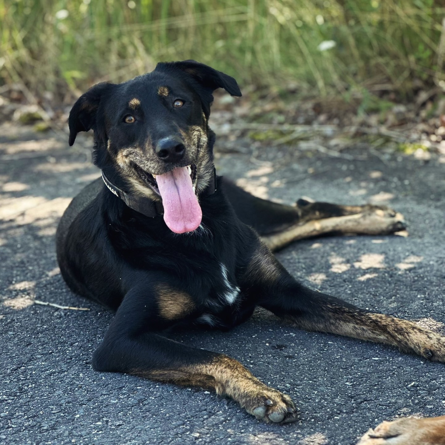 Kennt ihr schon unsere Ronja? 😍
Ronja kam im August 2023 zu uns mit folgenden Herausforderungen:
• Leinenführigkeit
• Impulskontrolle & Frustrationstoleranz
• Alleine bleiben
• Hund-Hund- & Hund-Mensch-Begegnungen
Mittlerweile ist Ronja in der Vorbereitung für ihre Begleithundeprüfung und ein echter JustHelp OG! 😂😎
Side-Fact: Ronja wurde auf unserem Sommerfest als fleißigster Hund ausgezeichnet! 😍🫶🏻
Wollt ihr mehr über unsere Hunde erfahren? Schreibt es uns gerne in die Kommentare! 🤓
#justhelpberlin #hundeschönheit #hundeschule #dogschool #hundetraining #hundelebendeluxe #hundeleben #nicetomeetyou #justhelpfamily #dogcontent #potd #hundeglück #hundemachenglücklich #dogsofinstagram