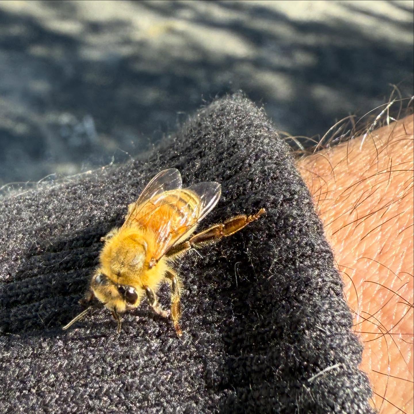 Starting my day with a visit from a friend! He hung out with me for a while and gave me some good luck!