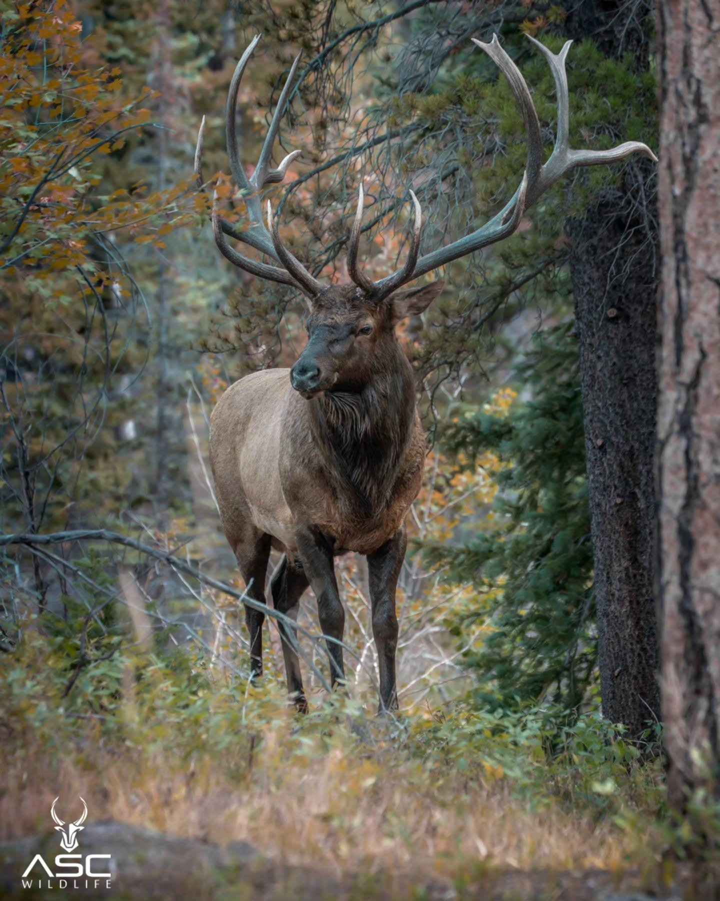 When you're tired but need to protect the harem.. This bull elk (split 5) stood here for a very long time. Barely moving an inch.. keeping one eye squinted open.. Checking on his cows until he knew they were safe and no bugles could be heard. he laid down to rest.
Photography by @ascwildlife
.
.
.
#wildlifephotography #naturelovers #coloradowildlife #bullelk #elk #rmnp
