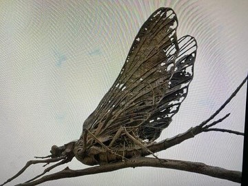 “Mayfly” Commission 
16 feet high, stone base 5’0 long 3’-7 wide
“A healthy, thriving mayfly population is a strong indicator of a clean, healthy aquatic ecosystem with good oxygen levels and minimal pollution. Scientists monitor the presence or absence of mayflies and other macroinvertebrates to assess the health of rivers and streams.“
Stroud Water Research Center, Pennsylvania @stroudcenter 
#veeverscarter #digbyveeverscarter #somersetsculptureandfoundry #stroudcenter