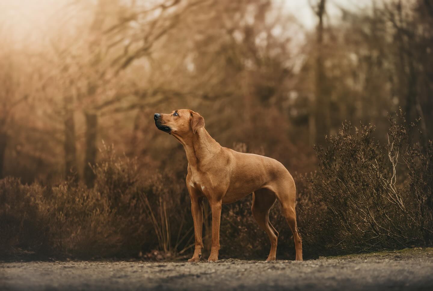 De herfst is in aantocht! 🍁🍄🟫🍂
Misschien wel een van de mooiste tijden van het jaar om foto’s te maken. De vacht die precies matcht bij de herfstige kleuren, dat is toch een genot om naar te kijken?🥰
Ook graag foto’s met de herfstkleuren? Stuur me een berichtje, mijn agenda raakt namelijk al redelijk vol!😊
#fotoshoot #nijmegen #hondenfotograaf #hond #puppy #outdoor #herfst
