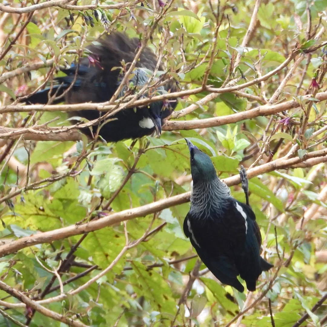 Tui flirting season is upon us
#karamea #tui #karameawild #newzealand #nzlife #nzwildlife #wildnz #southisland #nzsouth #southislandnz #westcoastnz #nzwestcoast #tewaipounamu #paradise #umere #arapito #littlewanganui #birdsnz #nzbirds #wildsouth #kohaihai #oparara #birdshots #birdphotos #wildlifenz #Aotearoa #nzfauna #nzflora