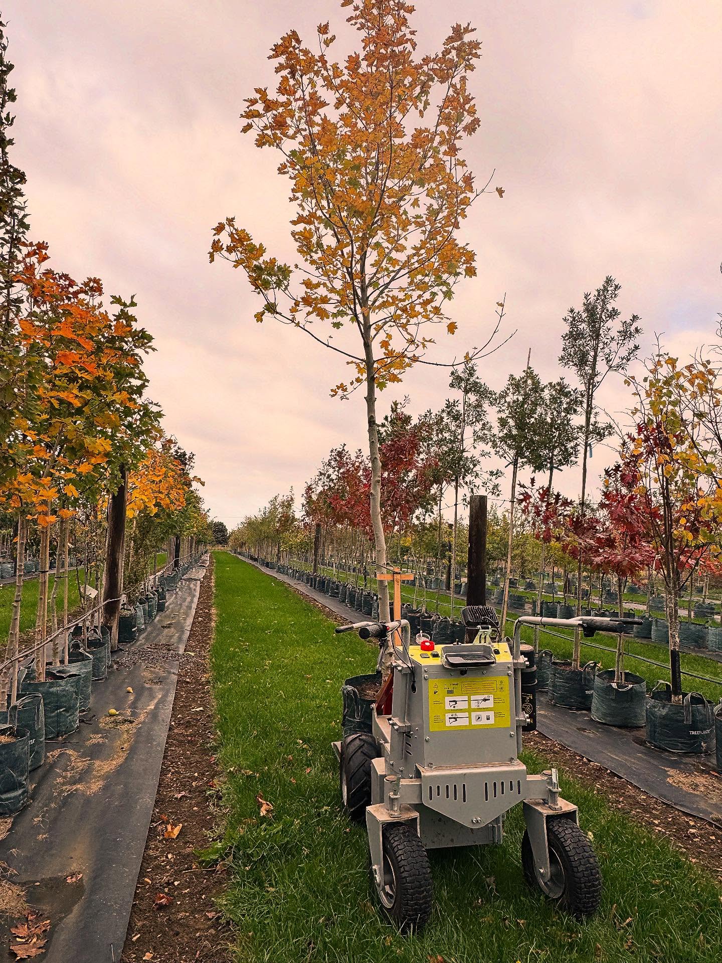 Happy Autumn 🍂 choose your trees before the leaves drop!! 🌳 