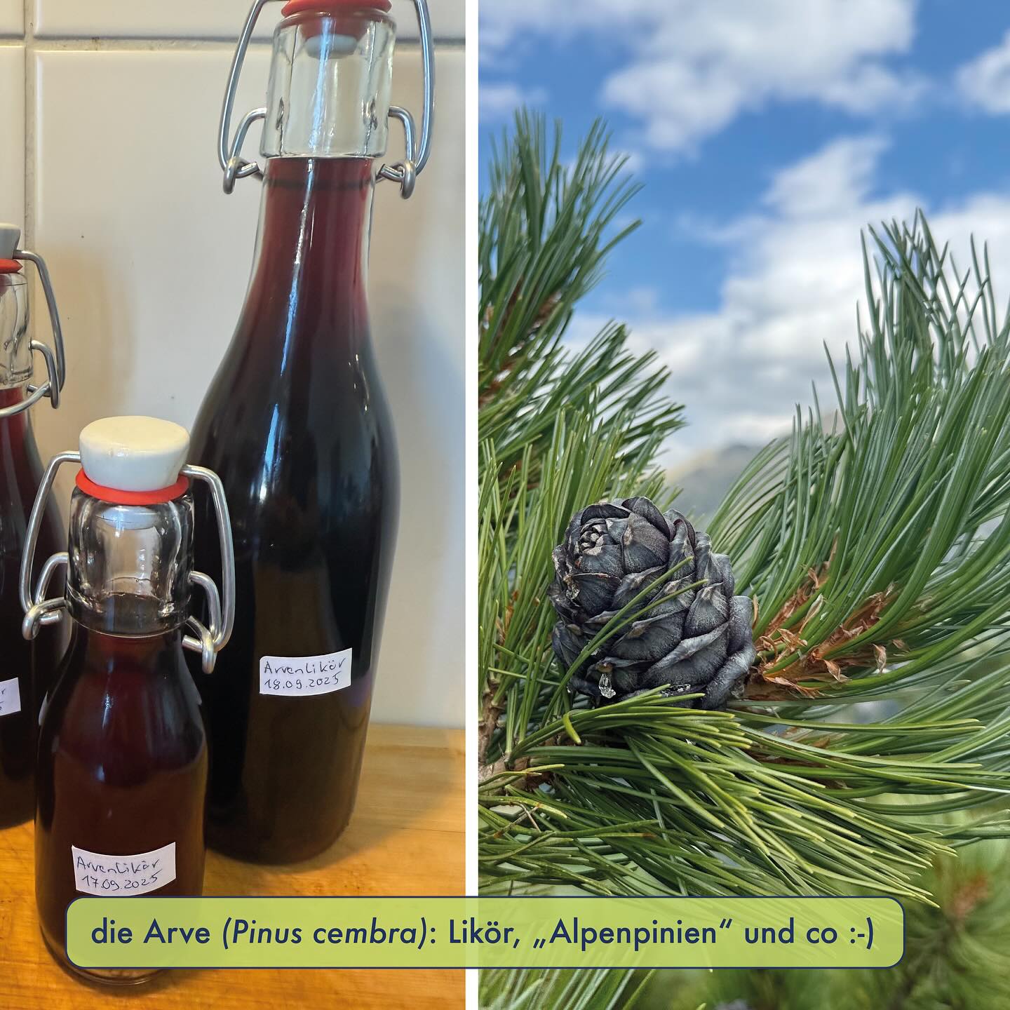 ARVE / ZIRBELKIEFER (Pinus cembra)⛰️🌲🍷 - die Königin der Alpen
Die Arve, auch Zirbelkiefer (Pinus cembra) genannt, ist eine Kieferart, dessen Vorkommen sich weltweit nur auf die Alpen und Karpaten beschränkt. Dabei wächst sie bevorzugt auf Kristallingestein und fühlt sich v.a. in den höheren Lagen der inneralpinen Alpentälern (z.B. Wallis, Engadin) wohl, wo sie meist mit Lärchen zusammen die Baumgrenze bildet. Es handelt sich um eine äusserst zähe und hartgesottene Art. Exemplare können gut über 1000 Jahre alt werden. Vor allem bei frei stehenden alten Arven sieht man an der imposanten knorrigen Wuchsform das harte Leben so richtig ins Gesicht geschrieben. Die Bäume blühen erst im Alter von 60 Jahren das erste Mal. Bei der Bestimmung ist ein wichtiges Merkmal, dass die Nadeln jeweils in 5er-Büscheln angeordnet sind (bei der Waldkiefer, Bergkiefer oder Latschenkiefer sind es 2er-Büschel).
Die Zapfen lassen sich nach der Bestäubung im 1. Jahr viel Zeit. Nur schon von der Bestäubung bis zur Befruchtung der Samenanlagen in den weiblichen Blütenzapfen vergeht bereits ca. ein Jahr. Dann, also im 2. Jahr, beginnen Zapfen zu wachsen und verfärben sich violett. In diesem Stadium können diese nun für die Likörherstellung gesammelt werden. Dazu werden die Zapfen mit dem Messer zerkleinert, mit Vodka übergossen und pro Liter ca. 100 bis 250g Zucker dazugefügt. Das Ganze wird ca. einen Monat ausgezogen, ehe abgeseiht wird.
Ab dem Spätsommer des 2. Jahres verholzen die Zapfen langsam, werden braun in der Farbe und auch der Gehalt an Harz und Ätherischen Ölen sinkt. Auch verholzte Zapfen können noch für Liköre genutzt werden (das zeigen Selbstversuche), allerdings mit etwas dezenterer Geschmacksintensität. Sobald die Zapfen reif sind, lohnt sich auch die Ernte der grossen Samen (die „Alpenpinien“), sofern der Tannenhäher diese nicht schon für seinen Wintervorrat gesammelt hat. Aus den Nadeln lässt sich ausserdem schmackhafter Tee machen.
wilde Grüsse 🌲
David
#essbarewildpflanzen #wildpflanzen #wildkräuter #wildkräuterküche #wildkräutersammeln #bushcraft #outdoor #foraging #nadelbaum #arve #zirbelkiefer #pinuscemra #arvenlikör #arvensamen #arvennüsse