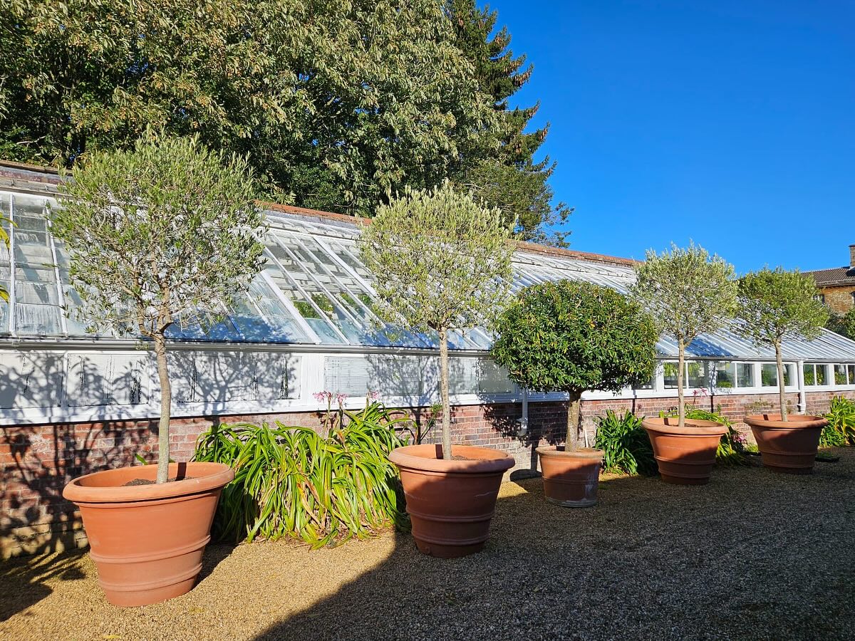 A busy day re-potting the olive trees into new @gardenesque_uk terracotta pots ready for next season
