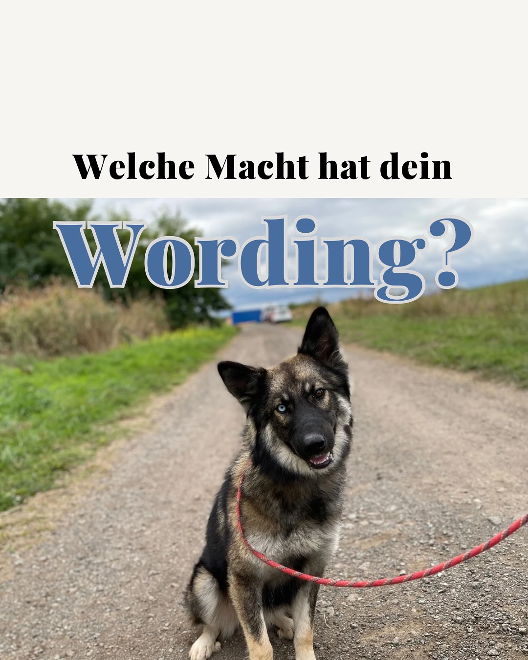 Welche Macht hat dein Wording? 🐾
Worte machen Bilder im Kopf –
und diese Bilder beeinflussen, wie wir mit unseren Hunden umgehen. 💭
Sagst du „Korrektur“ oder „Hilfestellung“?
„Bestechung“ oder „Belohnung“?
„Kommando“ oder „Signal“?
Klingt nach Kleinigkeiten –
doch Sprache lenkt unsere Haltung.
Sie kann Druck erzeugen oder Verständnis fördern.
💡 In der Arbeit mit Hund bedeutet das:
Wer freundlich und lernorientiert spricht,
schafft eine Atmosphäre, in der der Hund wirklich verstehen kann.
Sprache formt Beziehung.
Und Beziehung ist die Basis für jede gute Erziehung. 🤝🐕
👇
Bei welchen Begriffen fällt dir auf,
dass Wording einen Unterschied macht?
Schreib’s mir in die Kommentare! 💬
#Wordingmachtwas
#HundetrainingmitVerstand
#SprachemachtHaltung
#achtsamerhundemensch