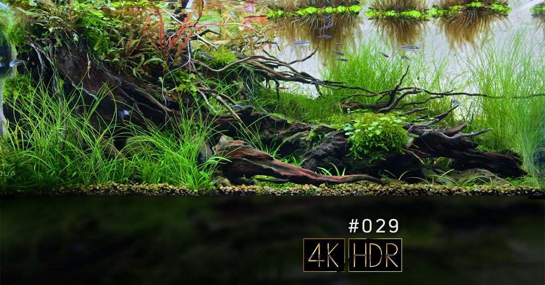 公開動画29作品目は、栃木県大田原市の グリーンアクアリウムマルヤマ @greenaquarium_maruyama の代表 丸山 卓也さんのIAPLC2025応募作品です。
本作品で丸山さんは、IAPLCで上位を狙うには常識とされる幅120cm以上の大型水槽ではなく、あえて小さな幅60cm×高さ30㎝の小型水槽で応募しました。
これは、大型水槽の購入・設置が難しいアマチュアアクアリストのハードルを下げるとともに、コンテスト参加者を増やすことを目指した挑戦とのことです。(応募用の写真もスマートフォンで撮影したとのこと)
また、この水槽では、生体、水草、流木全てに小さいサイズの素材を選び、小型水槽でありながらスケールの大きさを感じさせる見事な作品を完成させております。
3時間の定点映像を、AQUALIOのYouTubeチャンネルで公開しています。
是非ご視聴下さい。
#aqualio_jp #fishtank #aquariumvideos #aquascaping #aquascape #plantedtank #aquarium #aquascaper #aquascaper #aquariumplants #aquascapes #plantedtank #アクアリウムのある暮らし #アクアリウム #水槽レイアウト