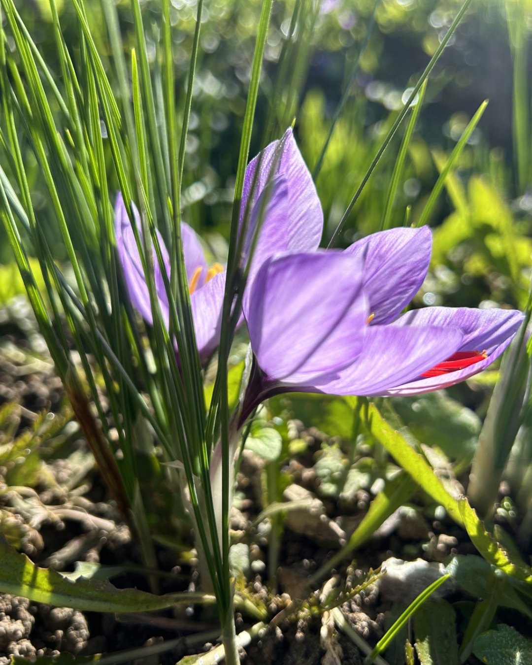 Magic in bloom, stay tuned — something special’s coming soon
#arrancioneintact #zafferano