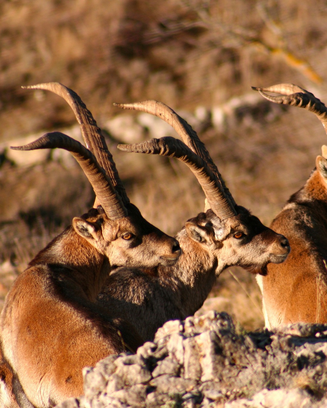 🌿 A les muntanyes d’Els Ports encara podem trobar-nos amb cabres salvatges, un dels animals més representatius del nostre entorn.
🐐Són àgils, curioses i formen part de la riquesa natural que ens envolta.
//
🌿 En las montañas de Els Ports todavía podemos encontrarnos con cabras monteses, uno de los animales más representativos de nuestro entorno.
🐐Son ágiles, curiosas y forman parte de la riqueza natural que nos rodea.
#AlbergueLaParreta #Cabras #EducaciónAmbiental #ElsPorts