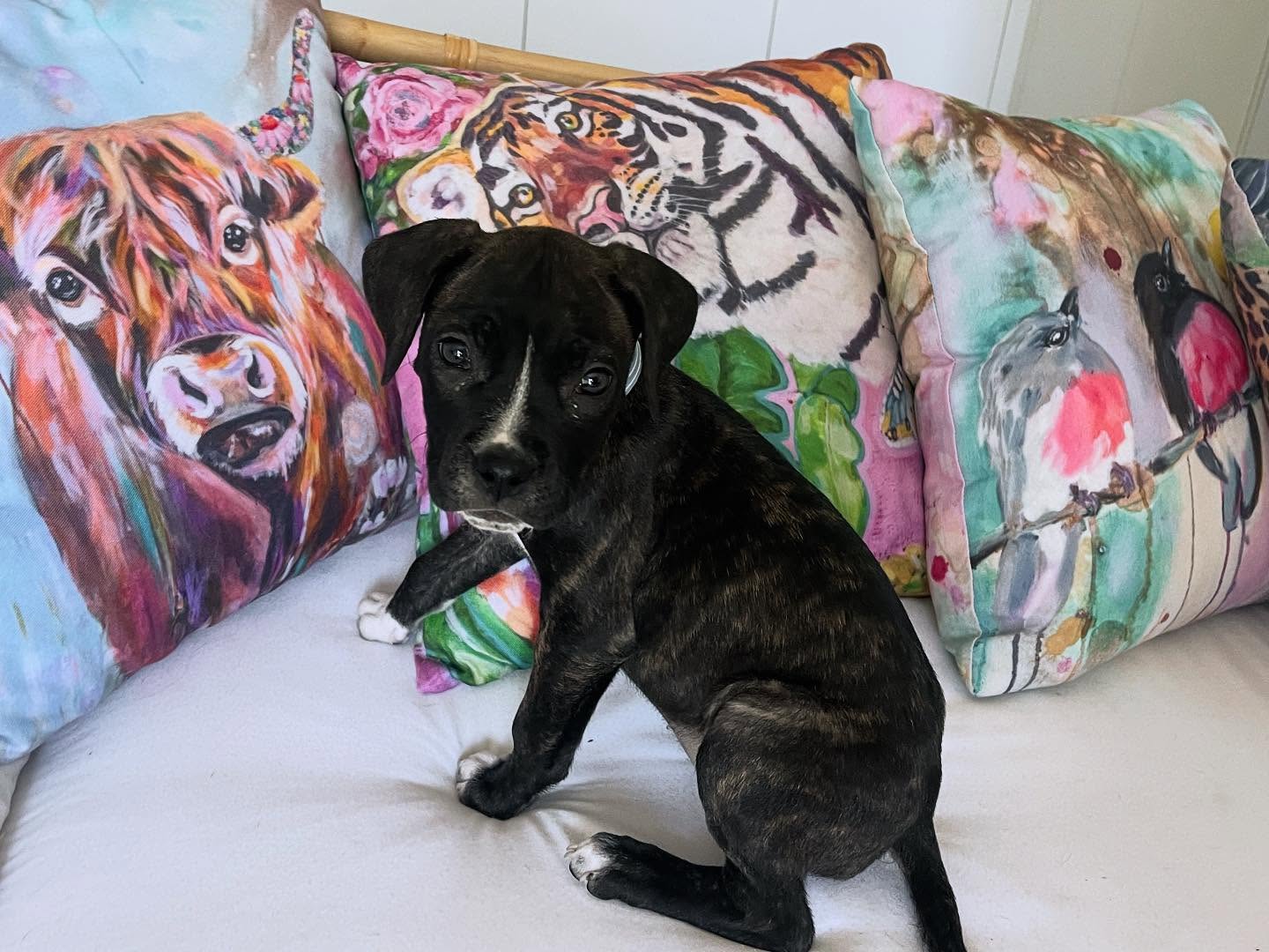 My new studio partner! This little cutie was in the pound and a cold concrete pound is no place for such a tiny baby. But she’s left her rough start behind her and is now bathing in luxury, cuddles and love, as she deserves. Needless to say im obsessed. Thanks to @willowtreesanctuary for the tireless work they do in rescuing needy dogs like this one. Technically I’m her foster mum. But what do you think? Will this be a foster fail?!? 😆. #adoptdontshop #rescuedog #puppylove #animalartist #animalrescue #rescuepuppy #emilybodhi