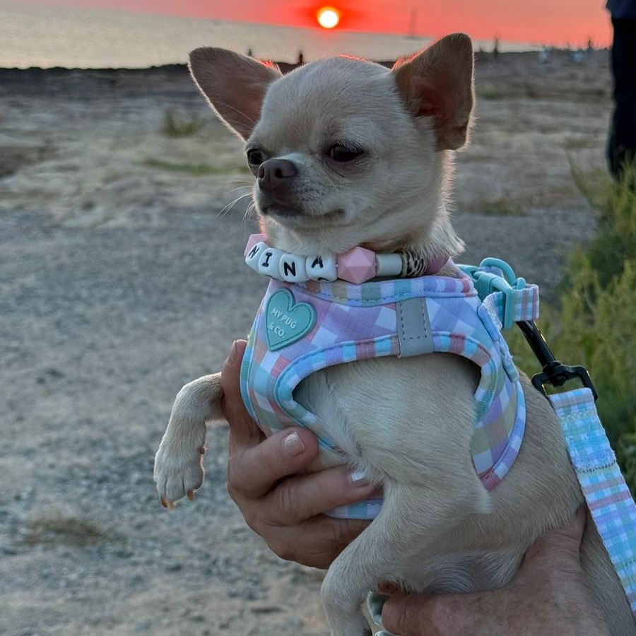 Desde 📍 Girona nos llega esta historia que derrite el corazón 💕
Nina hija de nuestra querida Anais llegó justo cuando su familia más la necesitaba 🐶💫
Pequeña, dulce y llena de luz… hoy ilumina cada día de su mamá humana, que no puede estar más feliz de tenerla a su lado 🤎
.
.
.
.
✂️—————
#ChihuahuaMini #HistoriasQueConectan #AmorPeludo #ChihuahuaDeBolso #GironaDogLovers #PequeñosGigantes #ChihuahuaLove #PerrosFelices