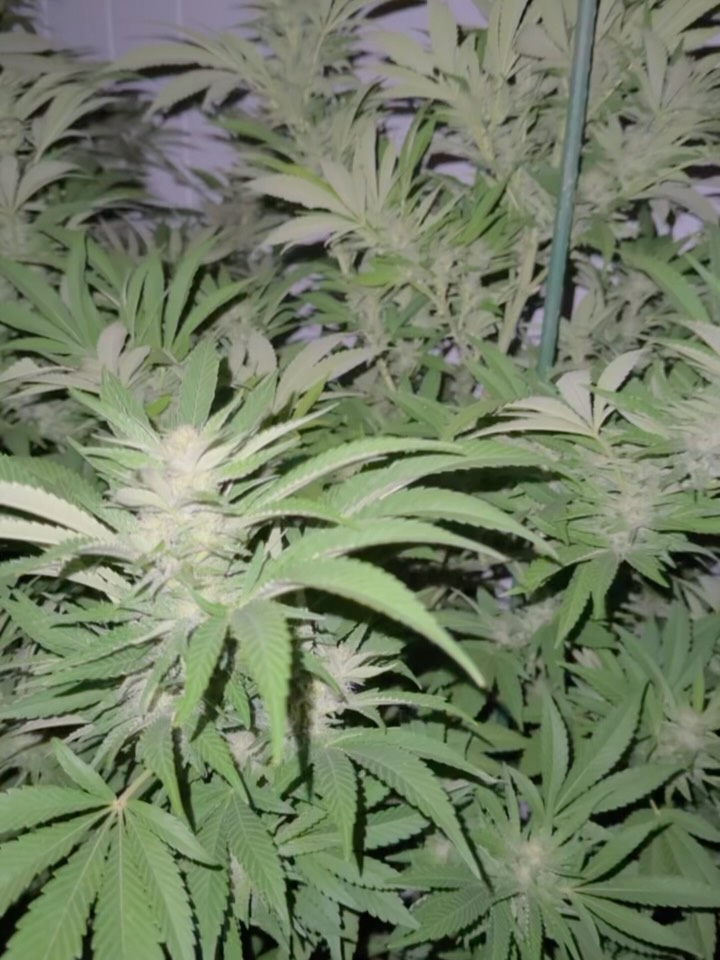 Here you can find ALL EPISODES of snippets from our PLANET EARTH feature with Sir David Attenborough narrating each beautiful plant! 😂♟️👁️
For entertainment purposes only.
Much love Fam!