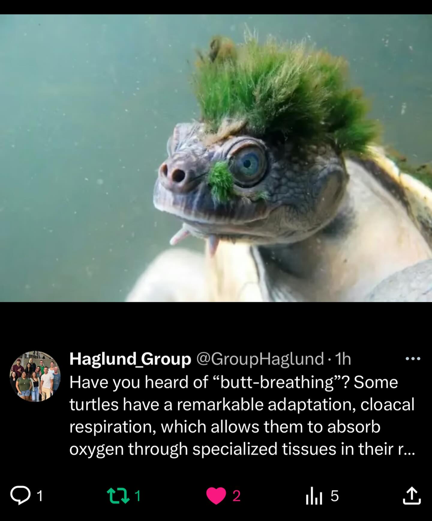 Have you heard of “butt-breathing”? Some turtles have a remarkable adaptation, cloacal respiration, which allows them to absorb oxygen through specialized tissues in their rear end, letting them stay underwater for months during hibernation without needing to surface for air!
Reference: https://www.pbs.org/newshour/science/the-secret-to-turtle-hibernation-butt-breathing
#funfacts #funfactfriday #funfact #scientificfacts #hawaii #universityofhawaiiatmanoa #uhm #universityofhawaiia #uh #science #researchgroup #haglundgroup #drhaglund