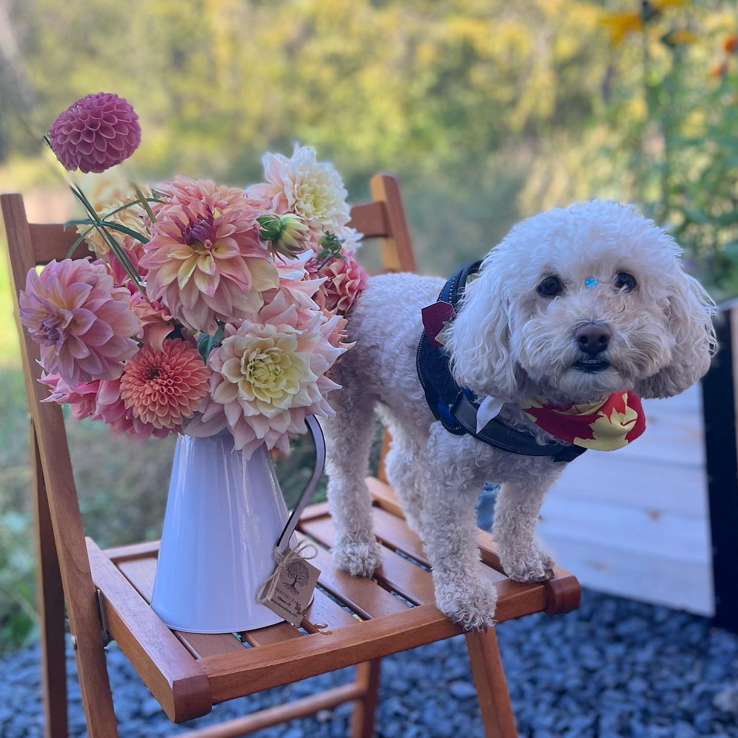 Our smallest customer to date has a big passion for dahlias. Lucky, we have plenty of ‘em.
The pup even wore a flower sticker between his eyes to match the blooms. We love his commitment to a theme!
#pup
#dahlia
#dahliaseason
#dogsofinstagram
#dogsofsummer