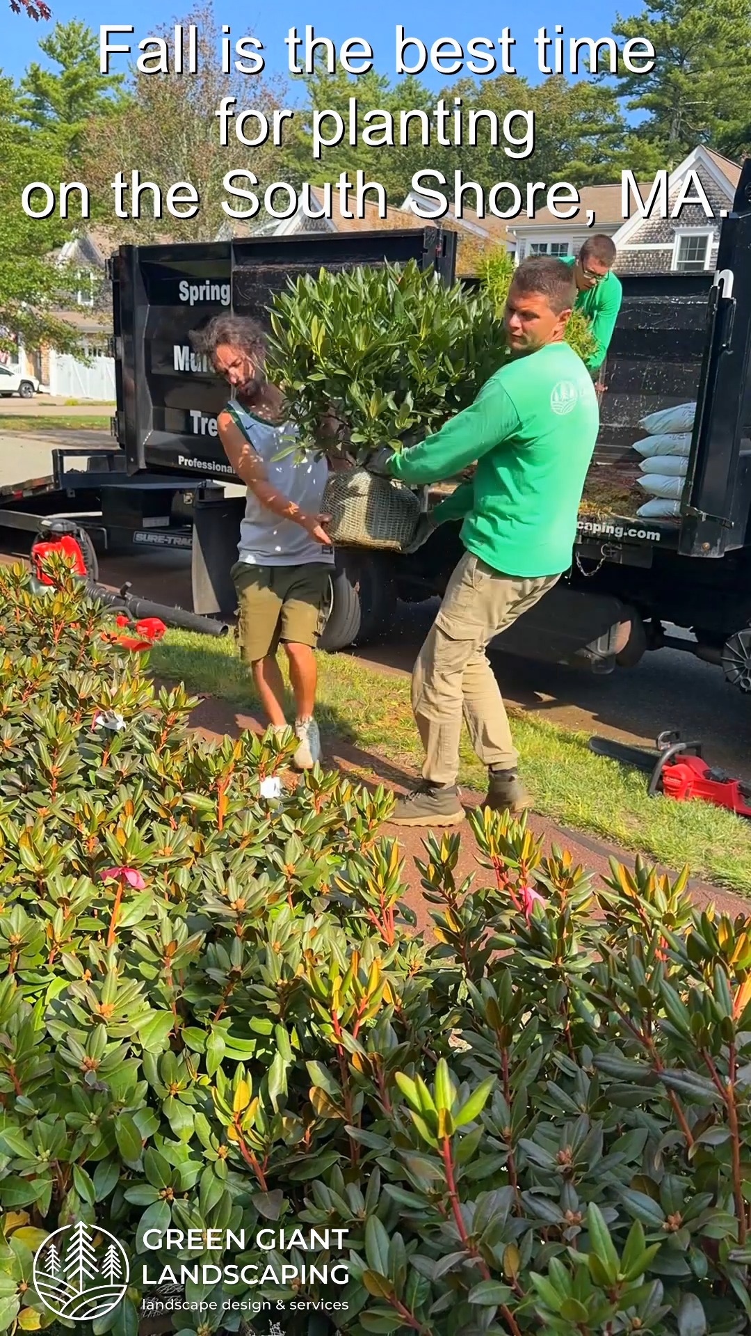 Fall is the best time for planting on the South Shore, MA.
Green Giant Landscaping,
Southeastern, MA.
Call now for your free quote!
Landscape architecture
Planting
Land clearing
Tree and shrub care
Seasonal cleanups
Old overgrown shrubs removal
Mulch installation
Garden maintenance
Weed barrier fabric
Bobcat services
Professional Landscape Design.
https://www.greengiantlandscaping.com/post/step-by-step-guide-planting-rhododendrons-in-fall-on-the-south-shore-ma
Phone:
+1 413-406-9094
#landscaping #landscapedesign #gardening #gardendesign #landscaper #landscapearchitecture #treeandshrubtrimming #mulch #Massachusetts #southshore #newton #boston #hingham #marshfield #scituate #NewtonMA #scituatema #milton #canton #wellesleyma #SpringCleaning #shrubtrimming #shrubcare #plantingdesign #gardentransformation #springcleanup #mulching #cobblestone #cobblestoneedging