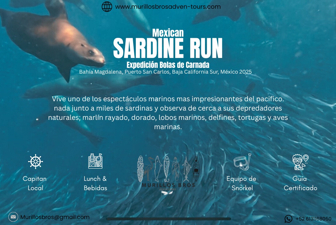 Mexican SARDINE RUN – Expedición Bolas de Carnada - Bahía Magdalena, Puerto San Carlos • Temporada 2025 - Octubre a Diciembre.
ES
Vive uno de los espectáculos marinos más impresionantes del Pacífico: nada entre miles de sardinas y observa de cerca a sus depredadores naturales — marlín rayado, dorado, lobos marinos, delfines, tortugas y aves.
Grupos pequeños • Salida 7:00 am • Duración aprox. 8 h
Incluye: capitán local, guía certificado, equipo de snorkel, lunch & bebidas.
Ecoturismo responsable: no tocar ni perseguir fauna; sigue las indicaciones del guía.
Reserva: WhatsApp +52 613 116 8050
🌐 www.murillosbrosadven-tours.com
✉️ murillosbros@gmail.com
EN
Experience one of the Pacific’s most breathtaking events: snorkel among thousands of sardines and witness their natural predators up close — striped marlin, mahi-mahi, sea lions, dolphins, turtles, and seabirds.
Small groups • Departure 7:00 am • About 8 hrs
Includes: local captain, certified guide, snorkel gear, lunch & drinks.
Responsible ecotourism: do not touch or chase wildlife; follow your guide’s instructions.
Book now: WhatsApp +52 613 116 8050
🌐 www.murillosbrosadven-tours.com
✉️ murillosbros@gmail.com
#MexicanSardineRun #BaitBall #MagBay #BahíaMagdalena #MurillosBrosAdventours #SafariMarino #SnorkelMexico #StripedMarlin #LobosMarinos #Dorado #Delfines #TortugasMarinas #BajaCaliforniaSur #Ecoturismo #VisitBaja
