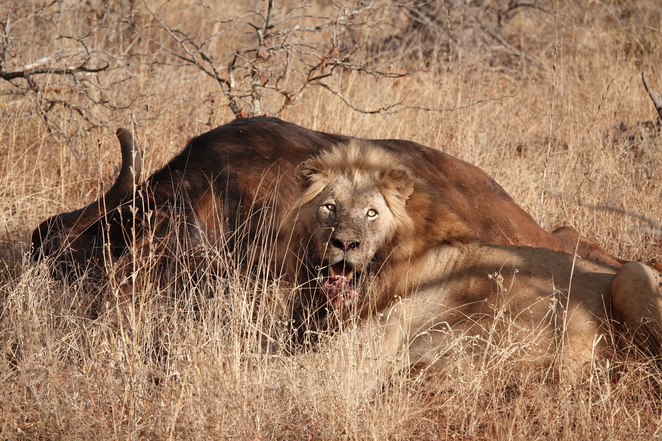 This single lion killed not one, but two different buffalos! Less then 100m apart, he sat by one huge carcass, his stomach full already yet taking another bite. The vultures started gathering around, waiting for their moment to approach the unguarded buffalo. But no, he is not going to share it with anyone! He kept running from one to the other, chasing the birds away, trying to drag the heavy body, burry parts under the soil.... How long will he manage to keep it all for himself?