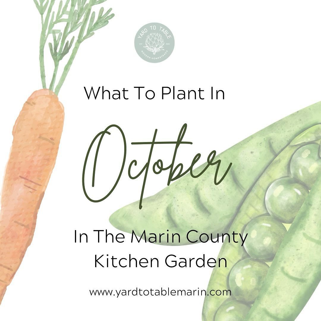 Welcome to October in the Bay Area garden! As we bid farewell to summer veggies, let's make room for the season's nutritious and beautiful offerings. Remember to let small roots decompose in your raised beds, feed your soil with amendments (compost, all-purpose organic veggie food, worm castings, etc.), and plant root veggies from seeds for optimal growth (don’t be tempted by the root veggies seedlings at the nursery!). Enjoy the best season in the garden! If you want a little guidance reach out. We would love to help. Thanks! Karin