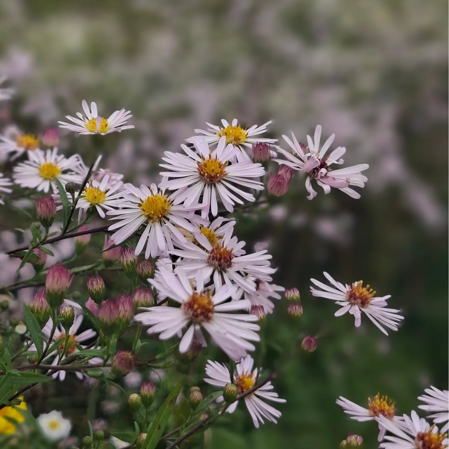 Ma première source d'inspiration ! Les fleurs, les végétaux, les couleurs, les textures, les formes qui changent au fil des saisons. Les traits qui se dessinent en fonction de la lumière.... bref la nature est trop belle.
.
.
.
#poussieredesrues #serigraphie #screenprinting #illustrations #flowers #natural #fleurs