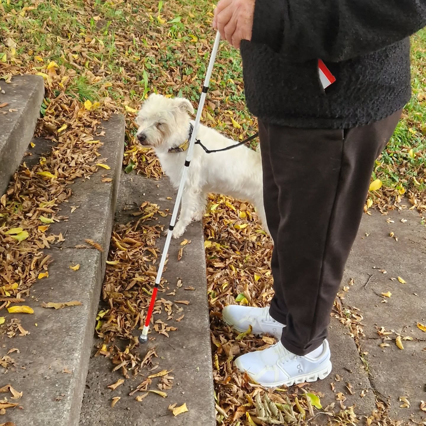 Training mit Zessy 🐕🦺🐾
#assistenzhundeschweiz #assistenzhundeverein #assistancedog #assistenzhund #assistenzhundeausbildung #assistenzhundetraining #assistenzhundeteam #hundetraining #vereinfürhilfshunde #vereinpawsandyou #pawsandyou #schweiz #zürich