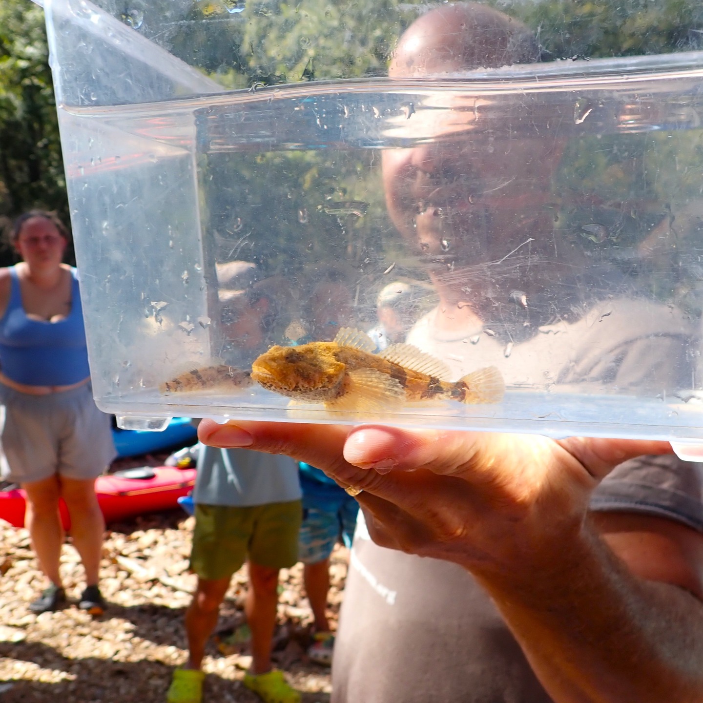 Stream Teams United and Earth's Classroom pulled off the final Paddle MO Event for the year last weekend. Lots of smiles. Lots of learning and sharing. Lots of beautiful water to paddle! We guided about 40 participants for three days down the upper Meramec River to celebrate its known biodiversity.
Earth's Classroom would like to deeply thank Stream Teams United, the volunteers, and the AmeriCorps for their hard work and dedication to these educational trips. Finally we would like to deeply thank all the many participants, especially those that feel like family...returning Paddle MO participants...for your love of the rivers!
CHEERS to more paddling, discovery, and 2026 Paddle MO events! Because water = LIFE.