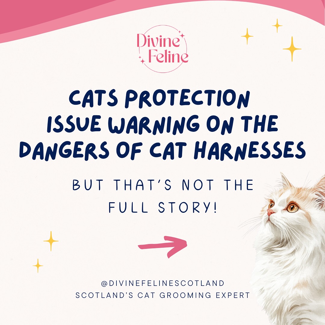 ✨ Harnesses can be amazing for cats - but only when introduced the right way. With patience, education, and understanding, they can open up a whole new world of enrichment and adventure 🐈💗
#catcare #catcaretips #cathealth #catowner #cattraining #catsprotection