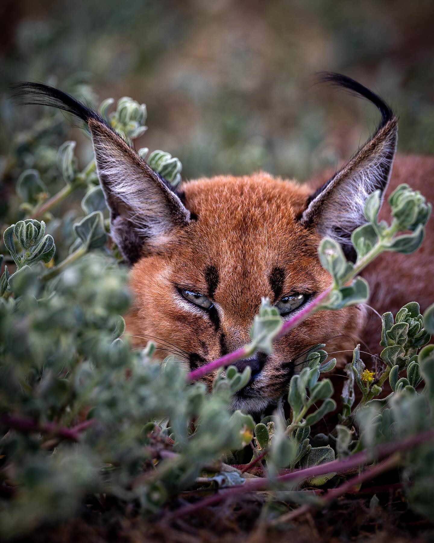 A weekend trill in the heart of Cape Town. Strandfontein sewerage works will never be the same again🙏🏼🙏🏼