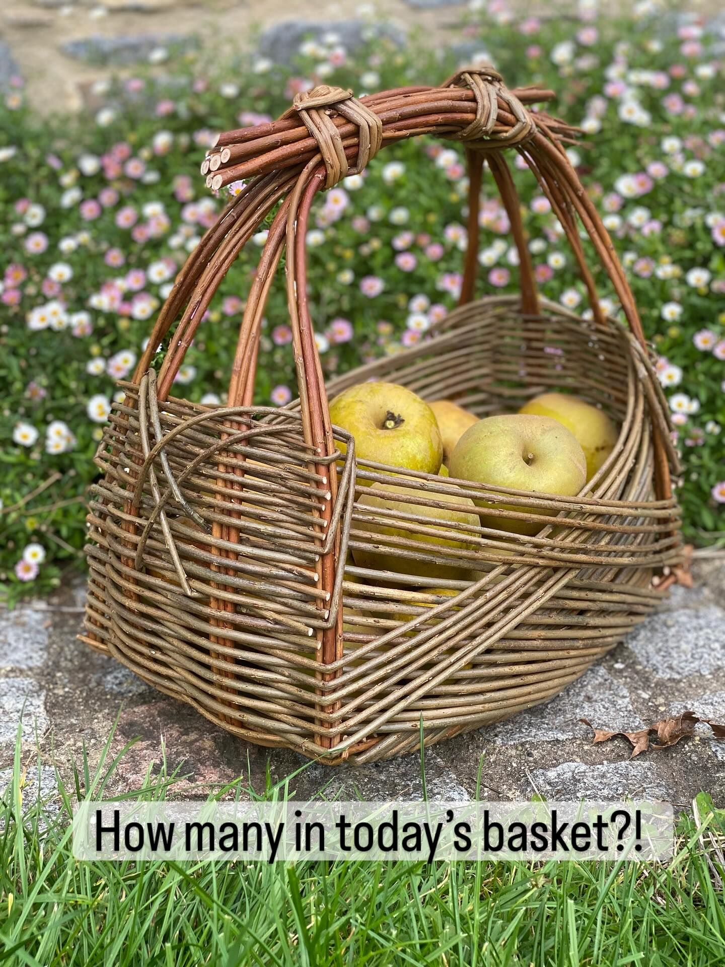 A bountiful Apple tree sits right outside my garden studio and regularly drops apples as I dodge in and out - I’ve yet to take one to the head but I’m cautious as they are large!
Today’s little haul ( and mean little , there are masses this year) reached 35 apples , enough to cut me a safe path to the studio and share with anyone who meets me this time of year !
This Zarzo basket may not be a tradional apple collecting basket but it did a very good job. More of these baskets and other excellent baskets for apples will be available in my online shop coming very soon this month . Do follow along if interested .
#zarzobasket #basketsforapples #basketsforthegarden #makingspacetomake #handmadebaskets #willowbaskets #devonbaskets