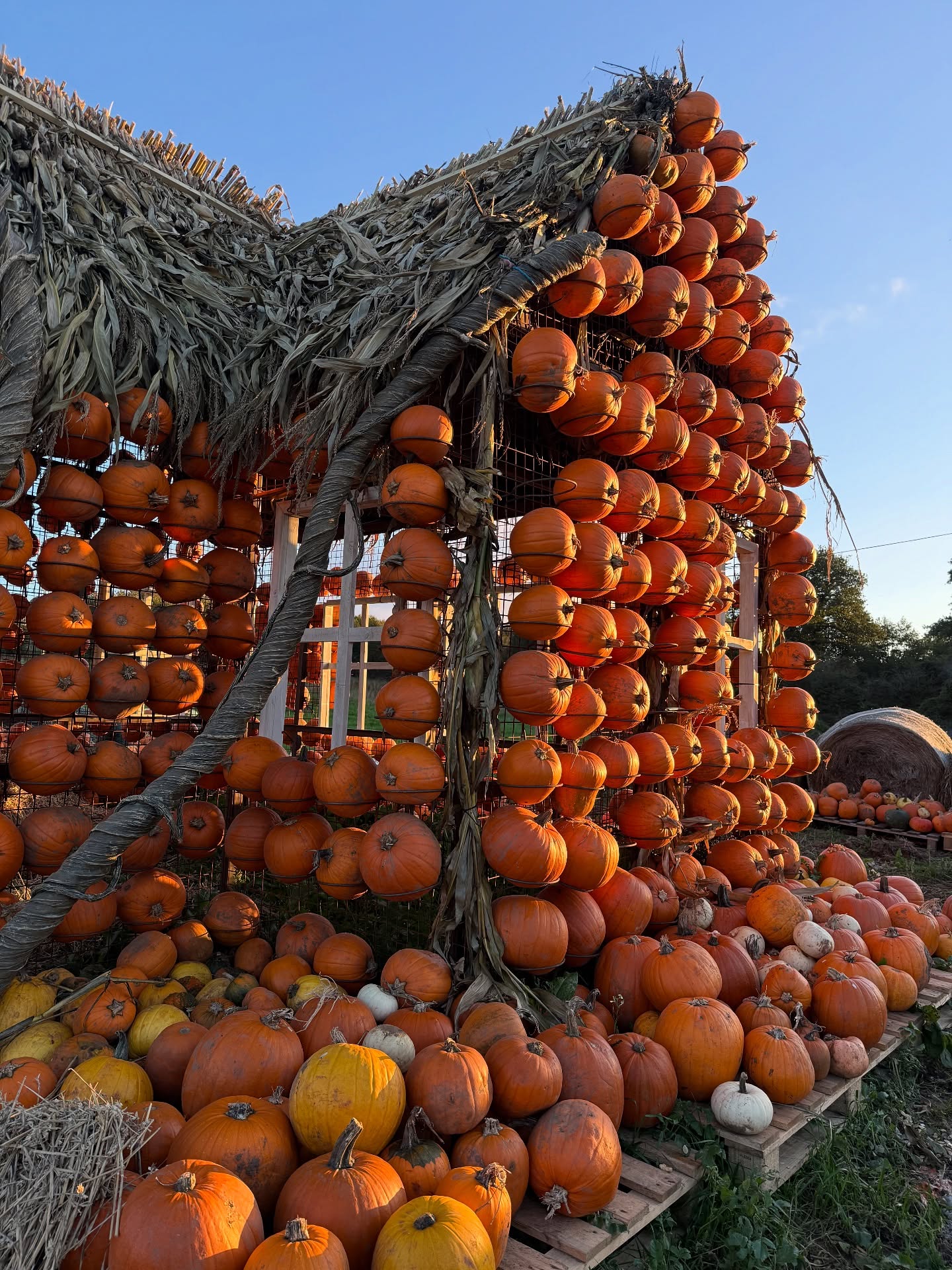 🫣🚨A sneak preview 🫣🚨 Step inside our life-sized Pumpkin Village, opening this Saturday, 11th October! 🧡
Featuring 6 hand-built buildings (Including a church), a grand entrance, and thousands of pumpkins. — the first of its kind in the UK!