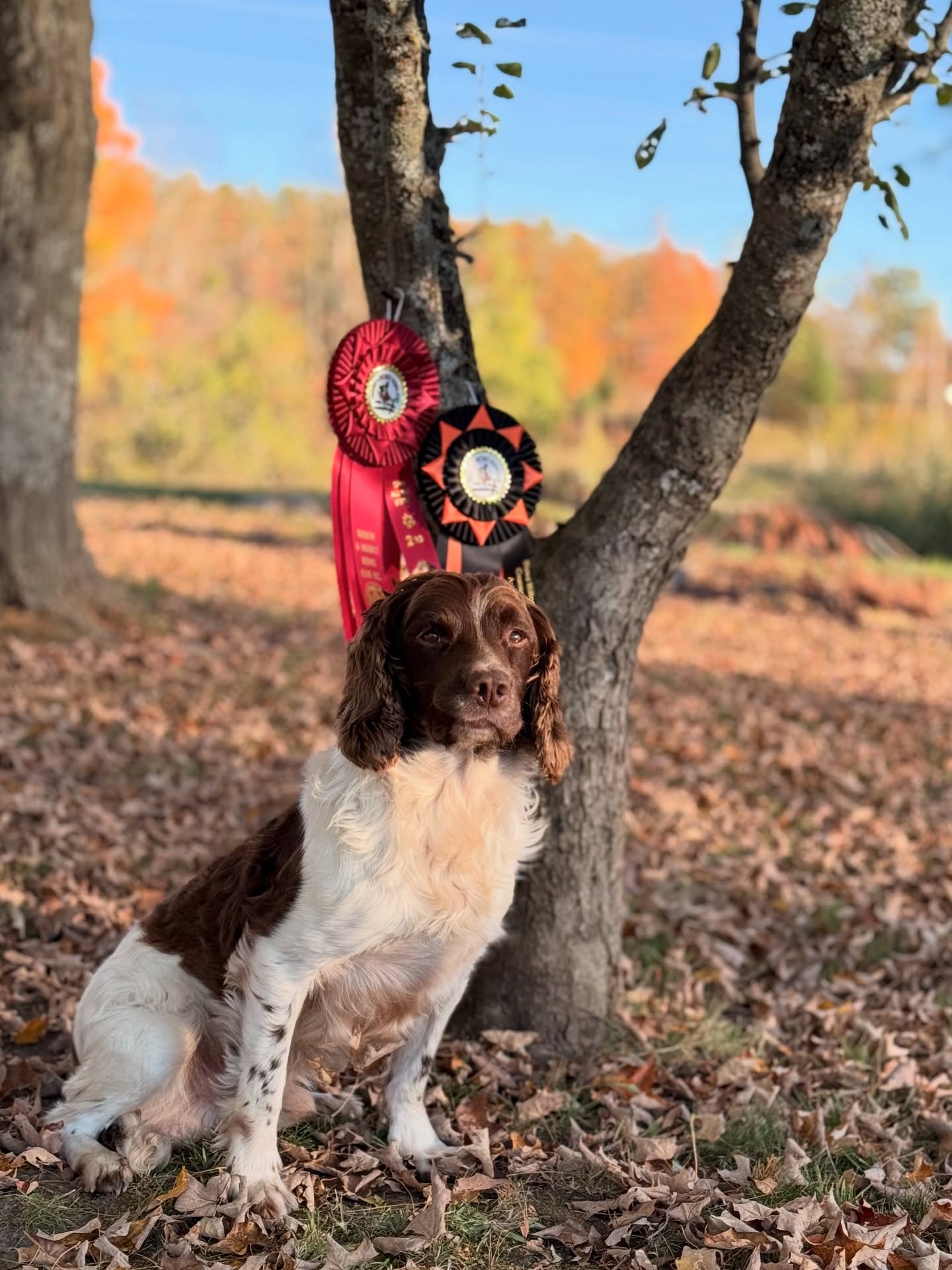 A little late but here we go!
Congratulations!!!!
Skitters Ringtail ~ Rex
2nd place and gunners award at the Sudbury field trial.
Owner ~Scott
Handler ~ Todd
~~
Raintree’s Gimmie Some Sugah of Craney Hill ~ Tilly
4th place at the Sudbury field trial.
Owner ~ Dustin
Handler ~ Todd