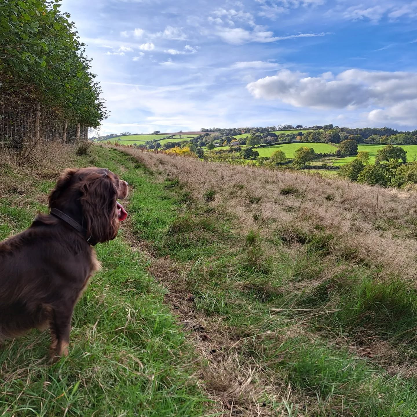 Flying visit to BB🍑 to say hello to @thewovenbriar sheep now in the field, what a happy looking herd, and the perfect day to visit to enjoy the harvest moon 🌕.
#naturelovers
#wiveliscombe
#harvestmoon