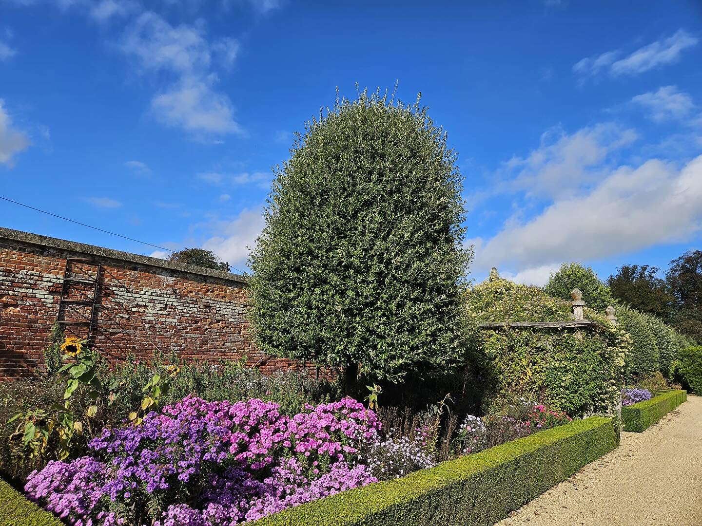 💜 Aster beds looking vibrant today