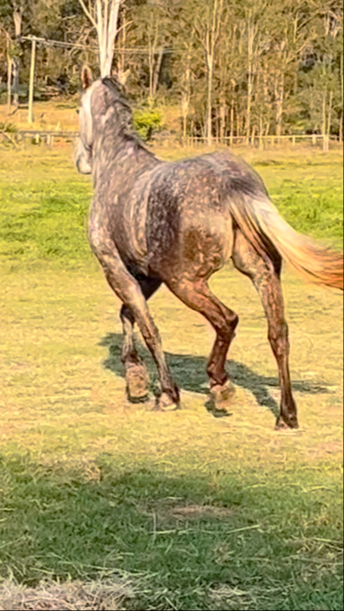 Dapples for days! Purebred Irish Draught mare by Braveheart from Cushavon Enya